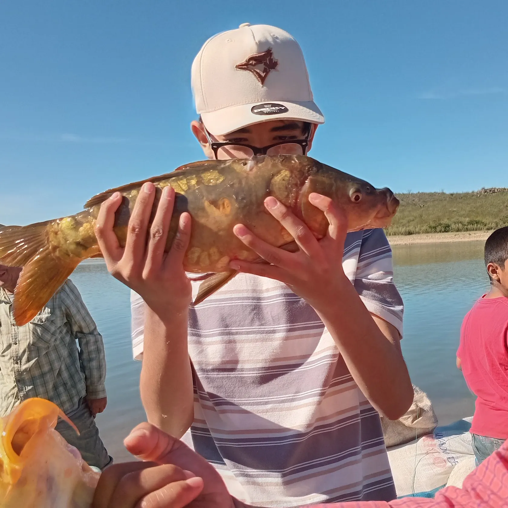 Mirror carp caught on Fishbrain