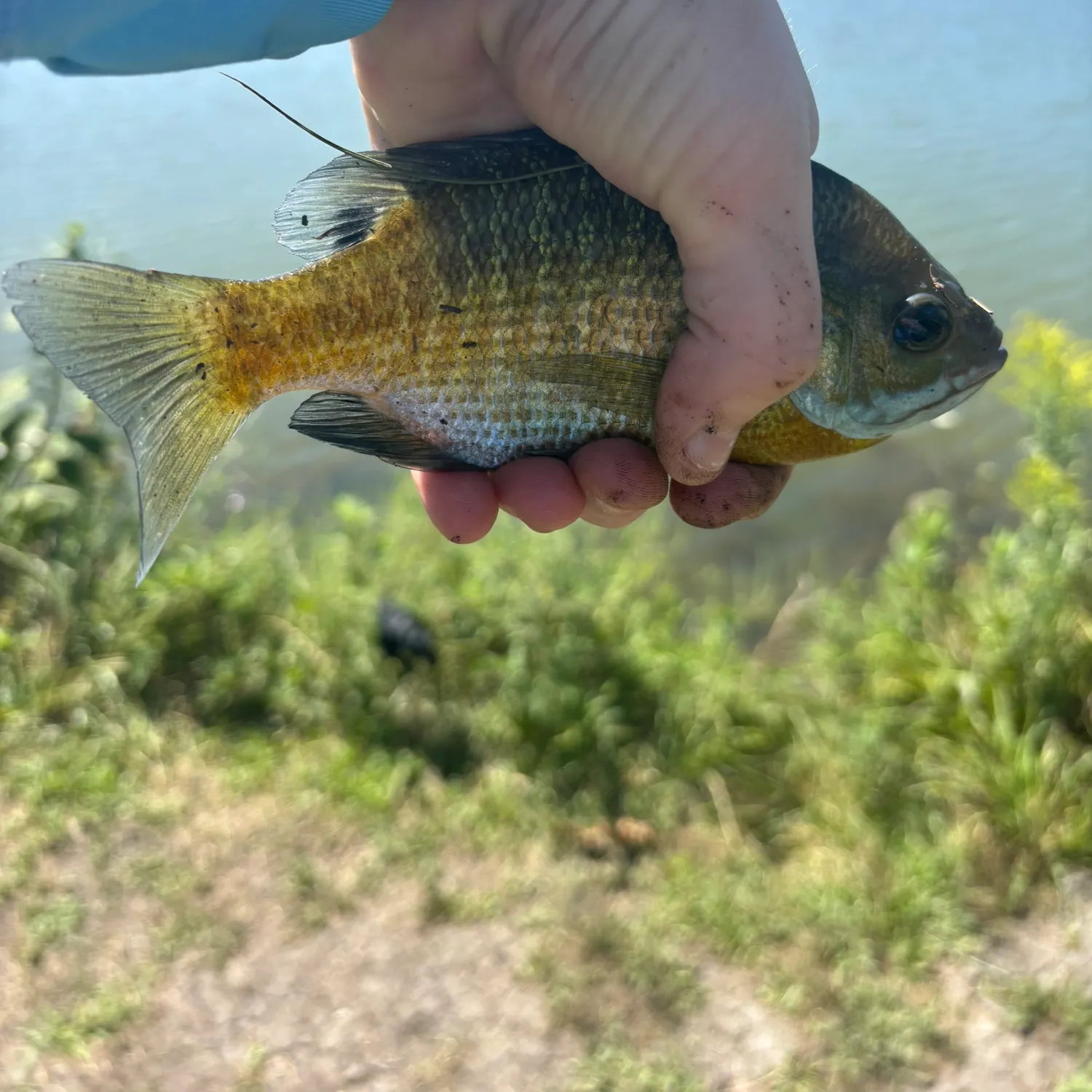 Bluegill caught on Fishbrain