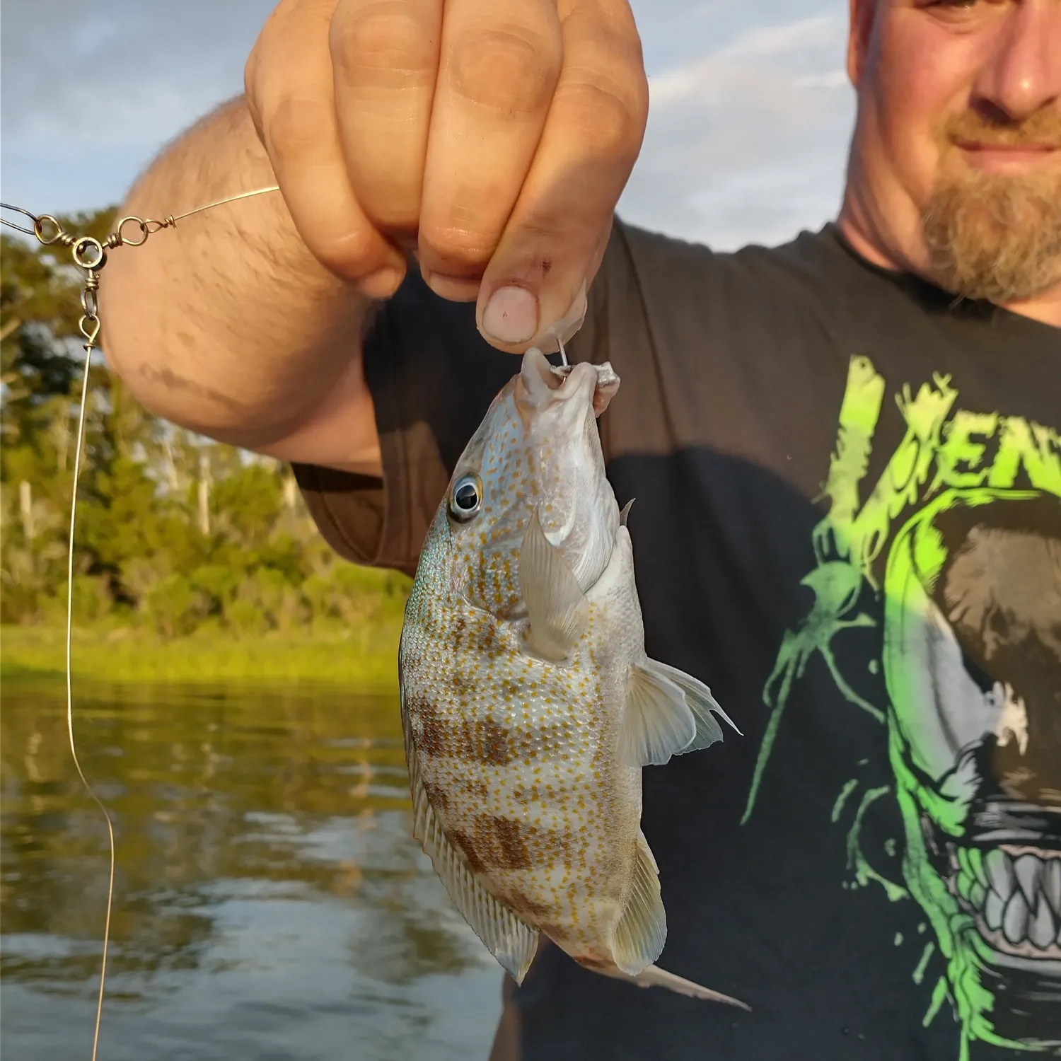 The most recent Pigfish catches on Fishbrain