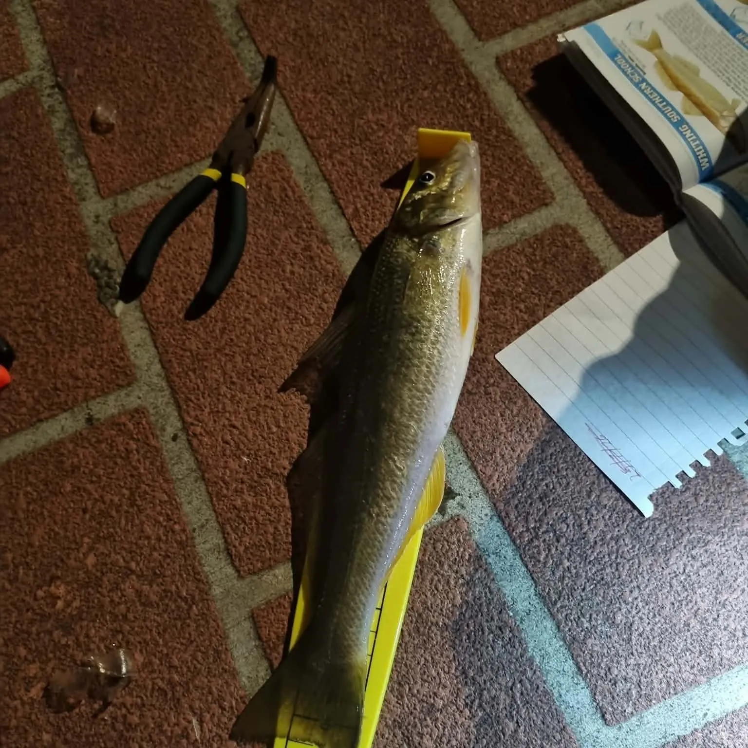 Sand sillago caught on Fishbrain