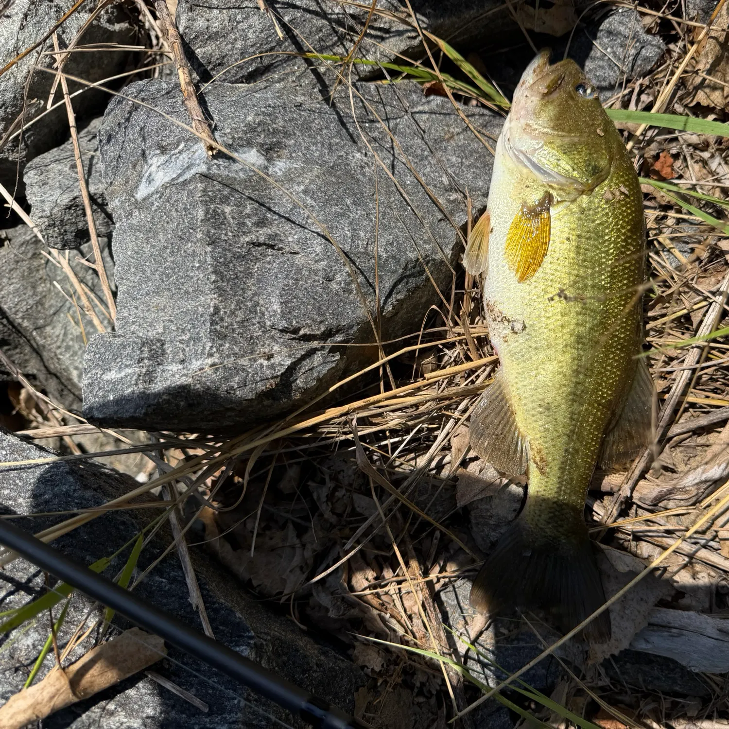 Largemouth bass caught on Fishbrain