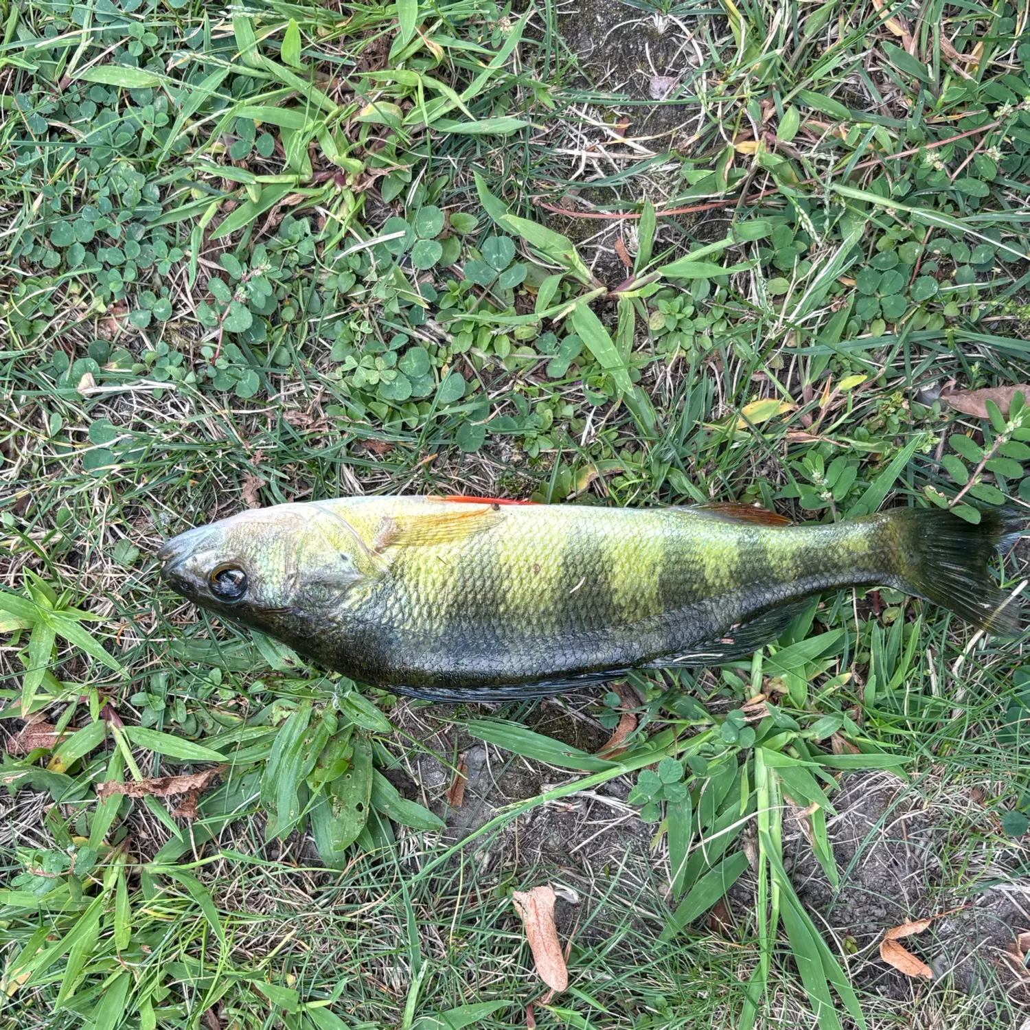 Yellow perch caught on Fishbrain