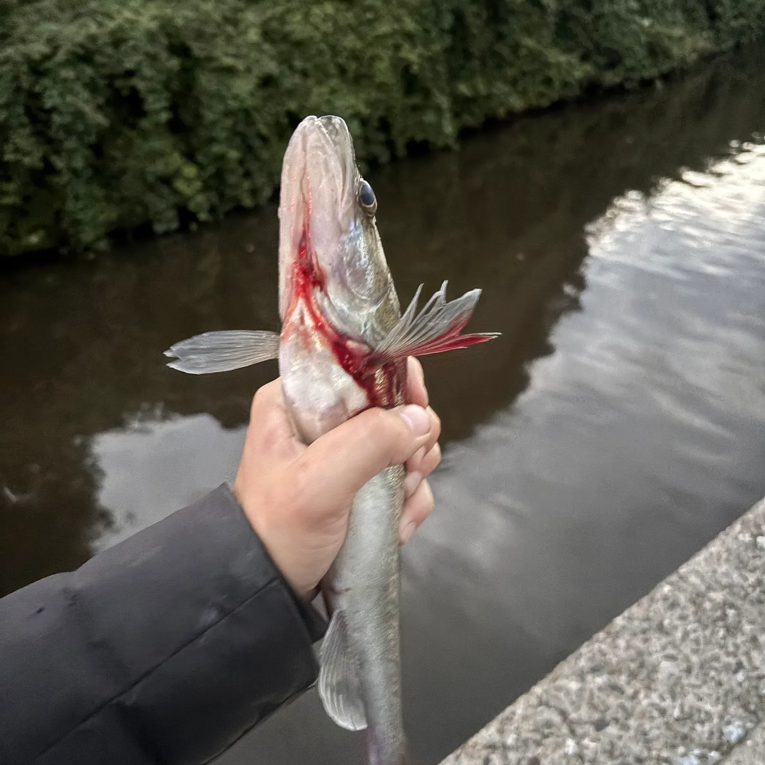 Zander caught on Fishbrain