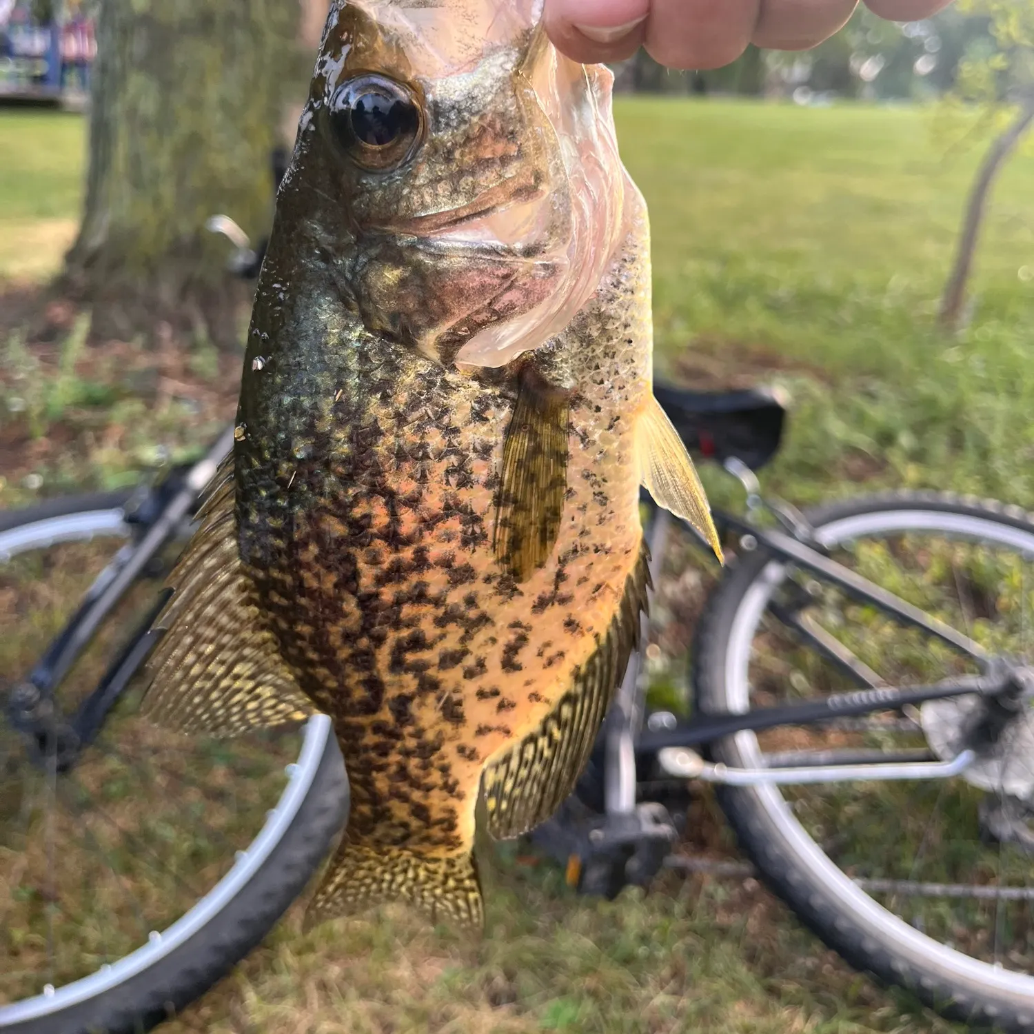 Black crappie caught on Fishbrain