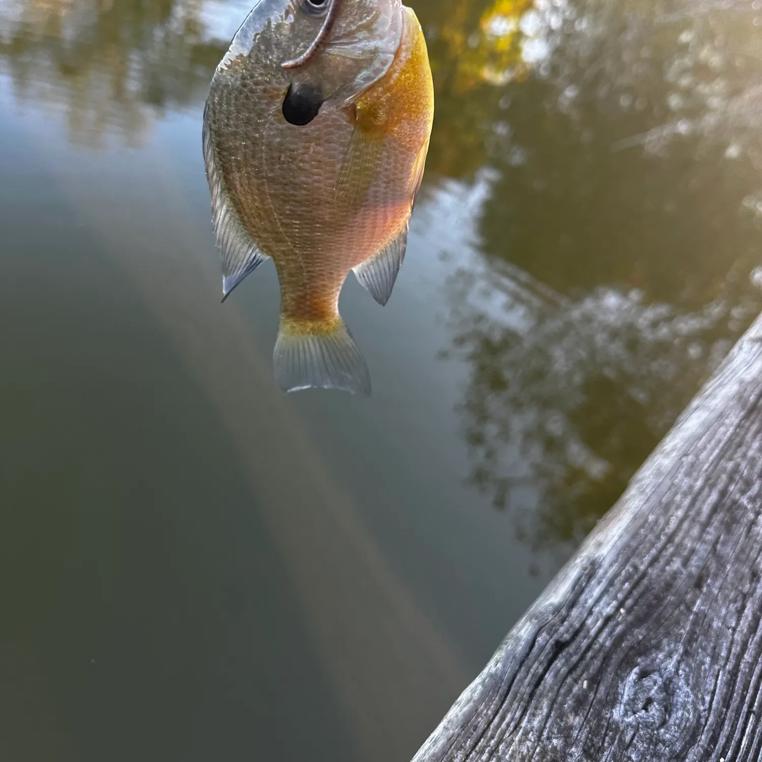 Bluegill caught on Fishbrain