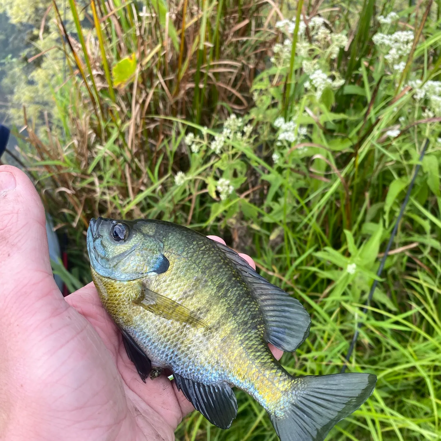 Bluegill caught on Fishbrain
