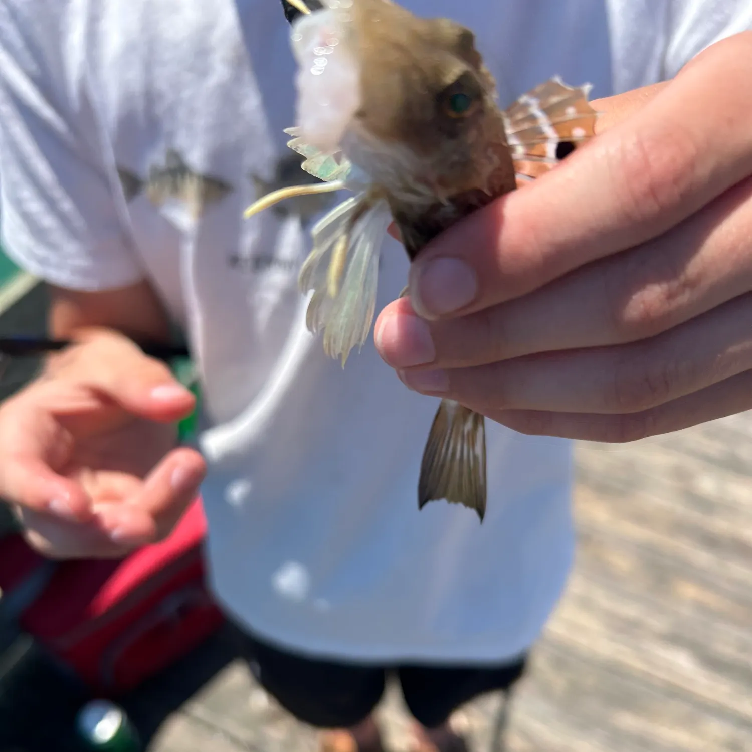 The most recent Lumptail searobin catches on Fishbrain