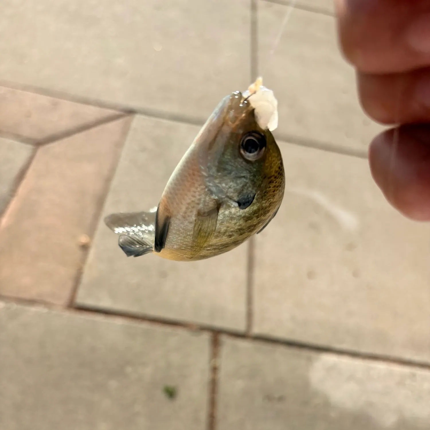 Bluegill caught on Fishbrain