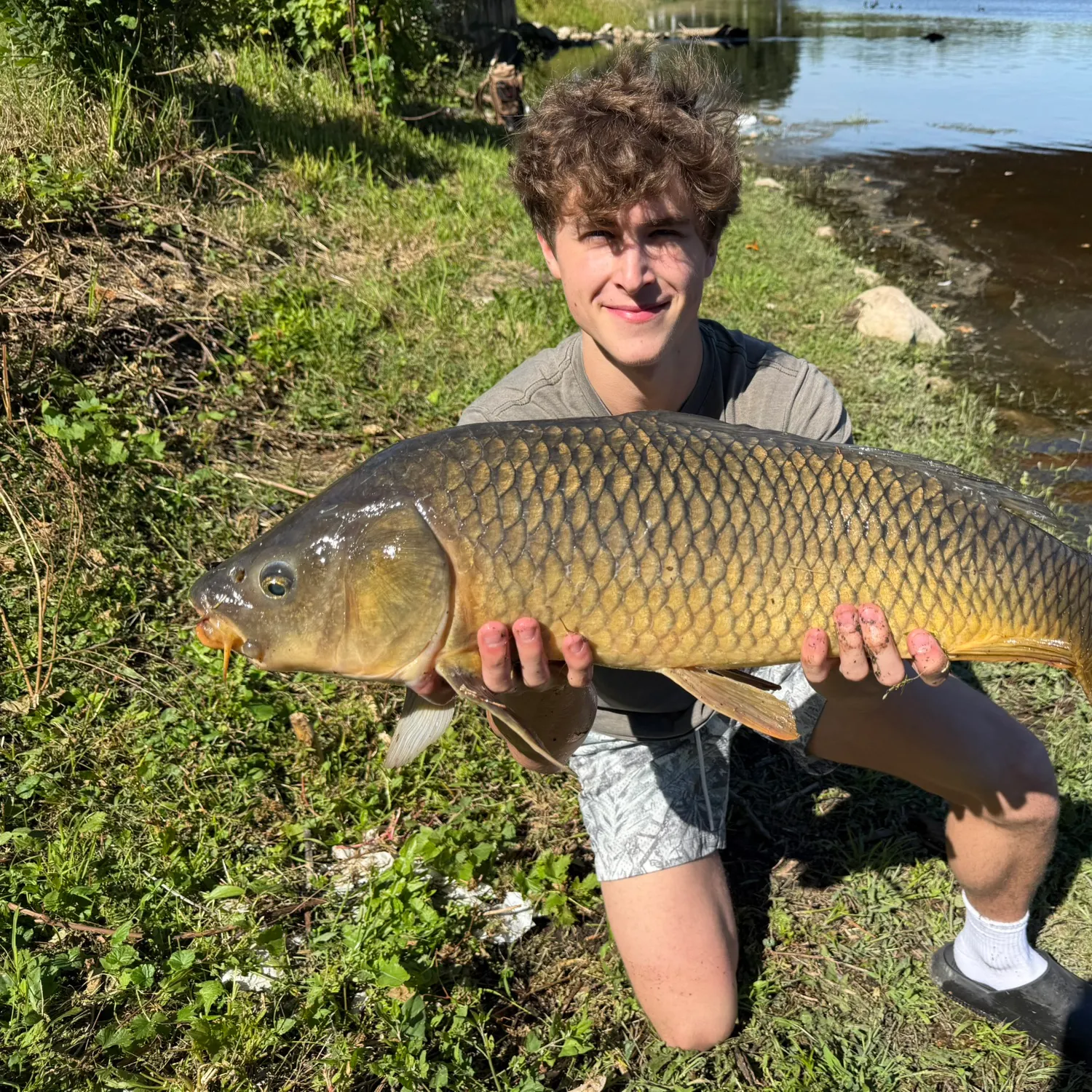 Common carp caught on Fishbrain