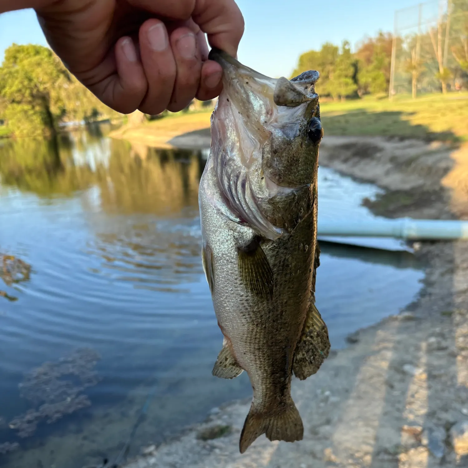 Spotted bass caught on Fishbrain
