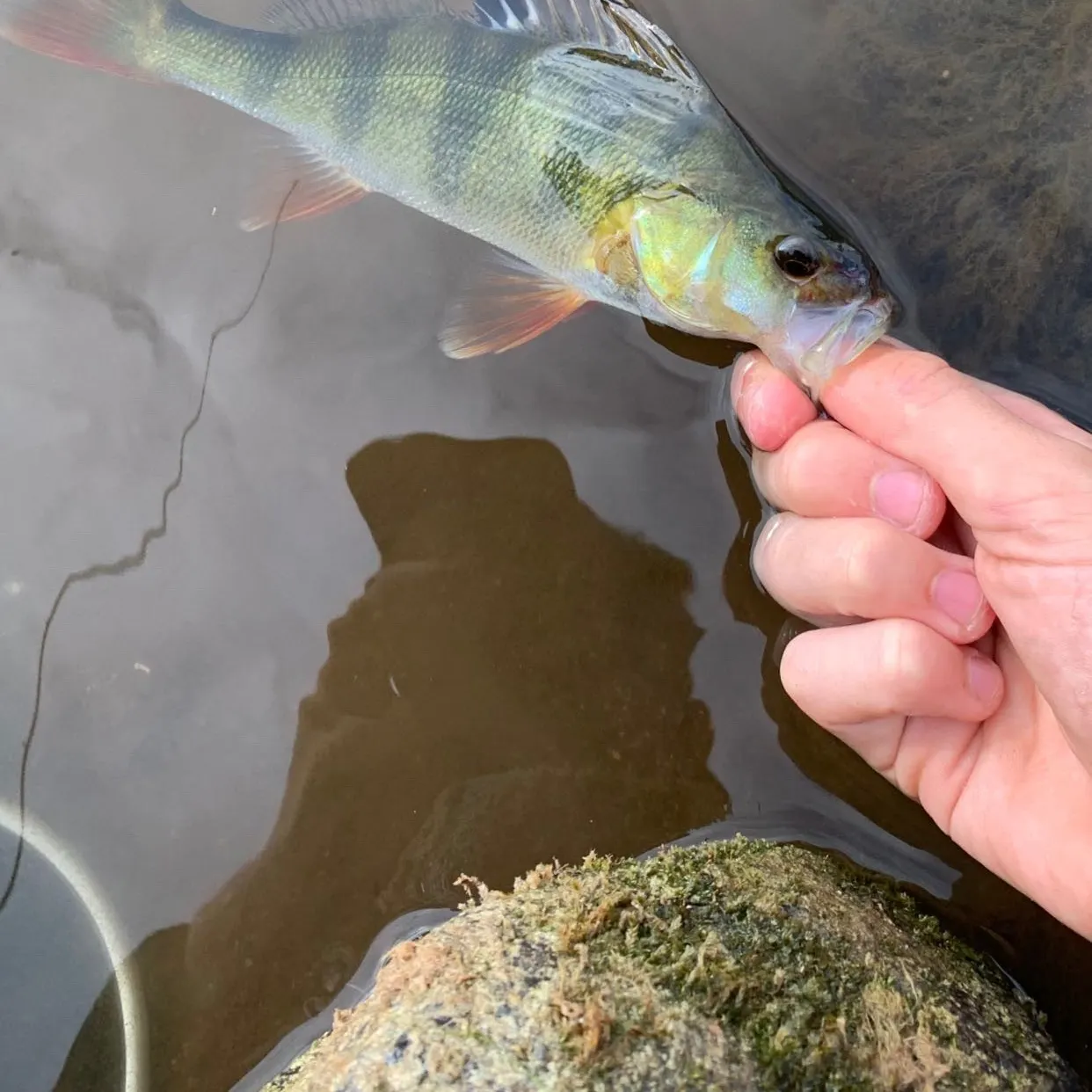 European perch caught on Fishbrain