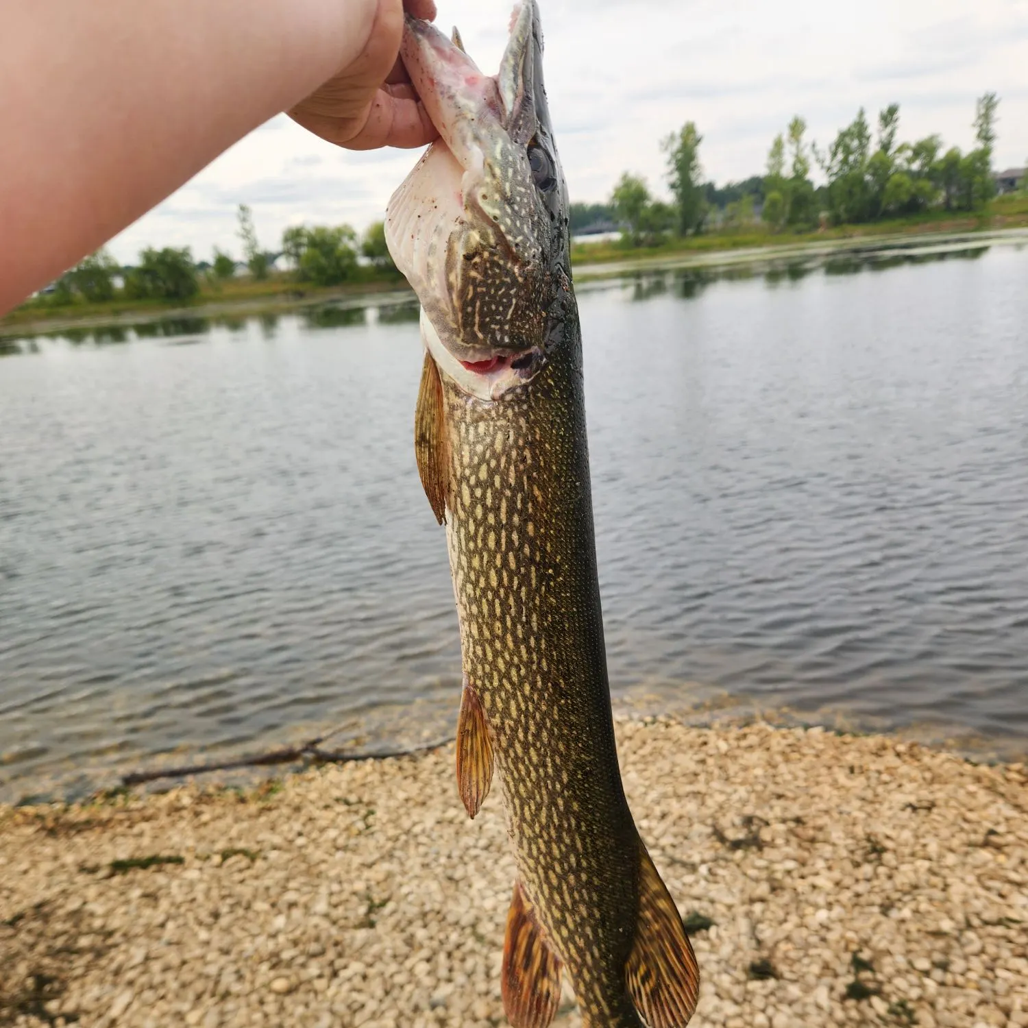 Northern pike caught on Fishbrain