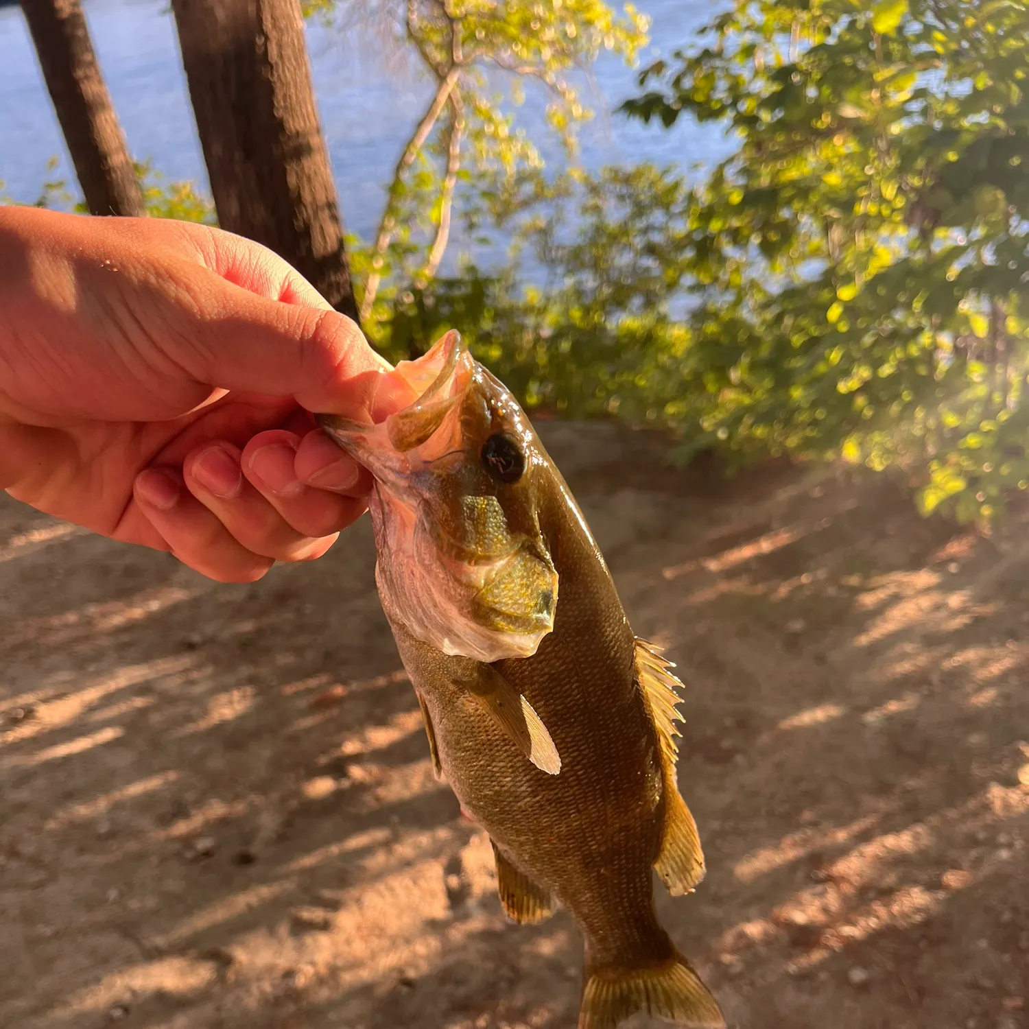 Smallmouth bass caught on Fishbrain