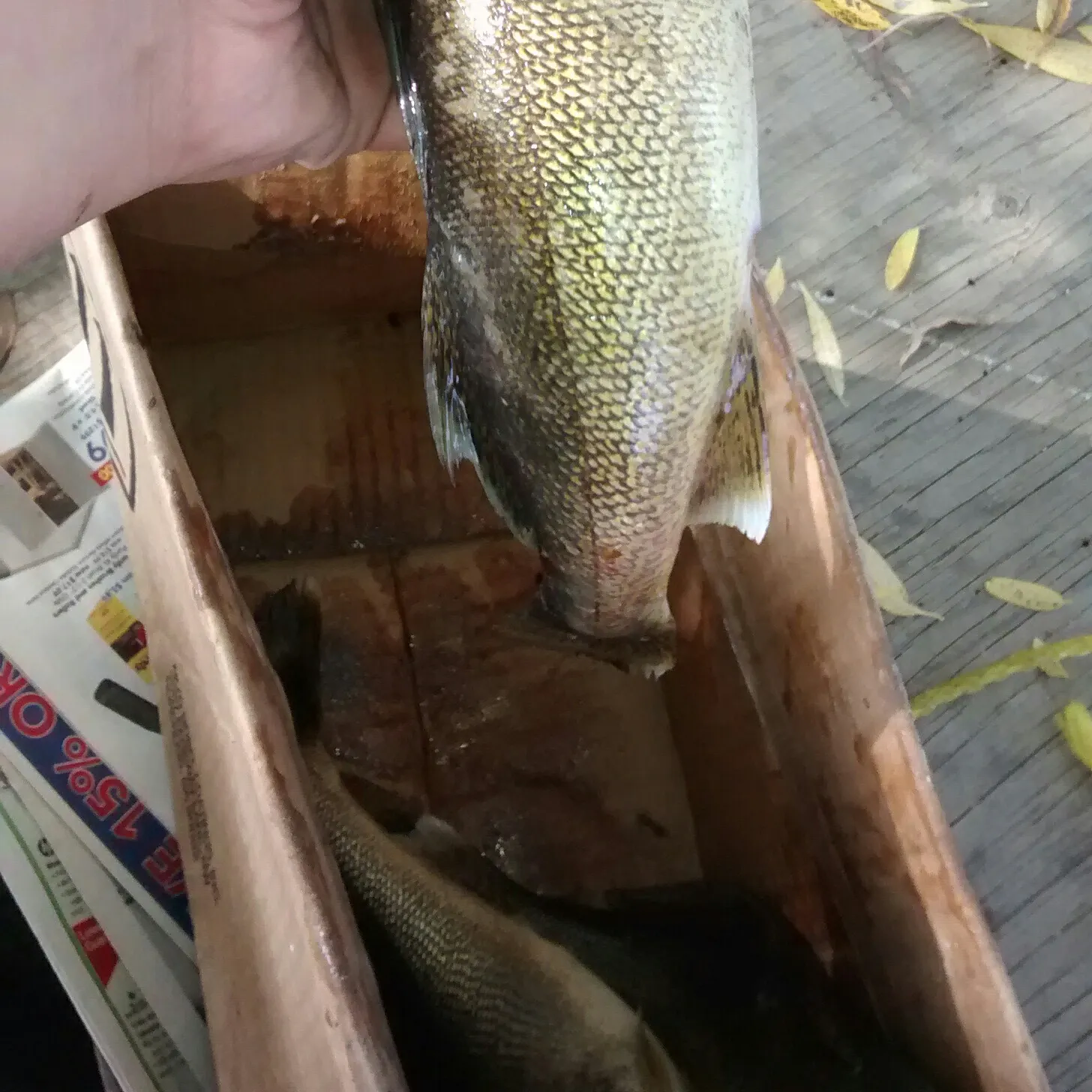 recently logged catches