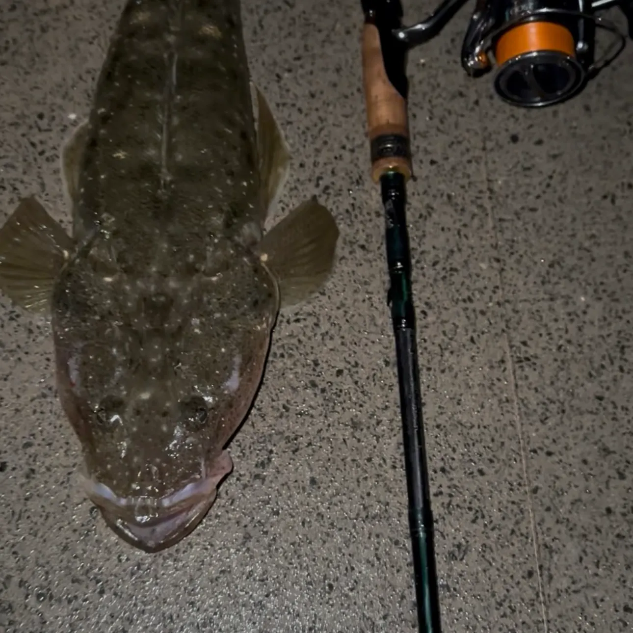White trevally caught on Fishbrain