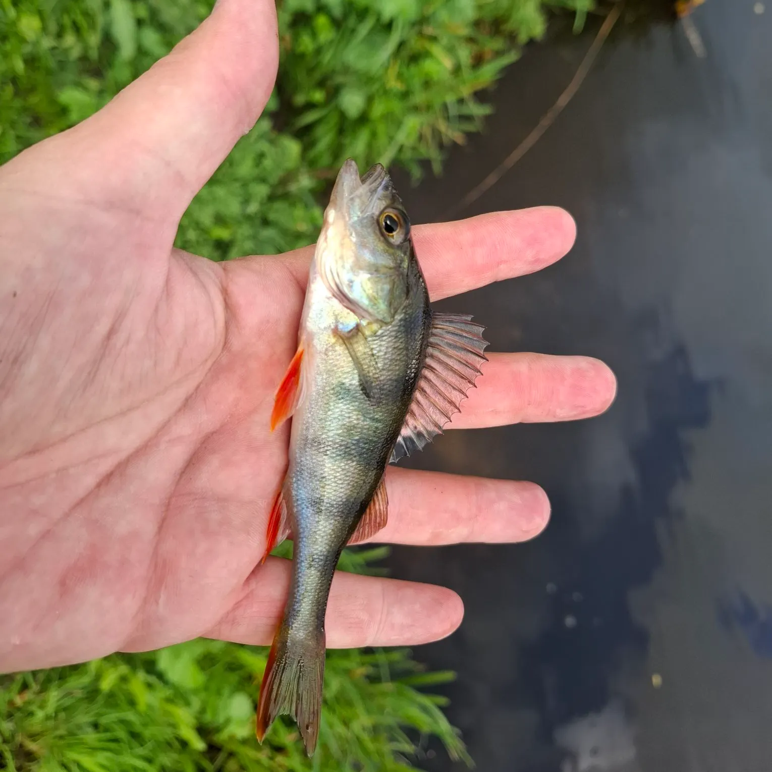 European perch caught on Fishbrain