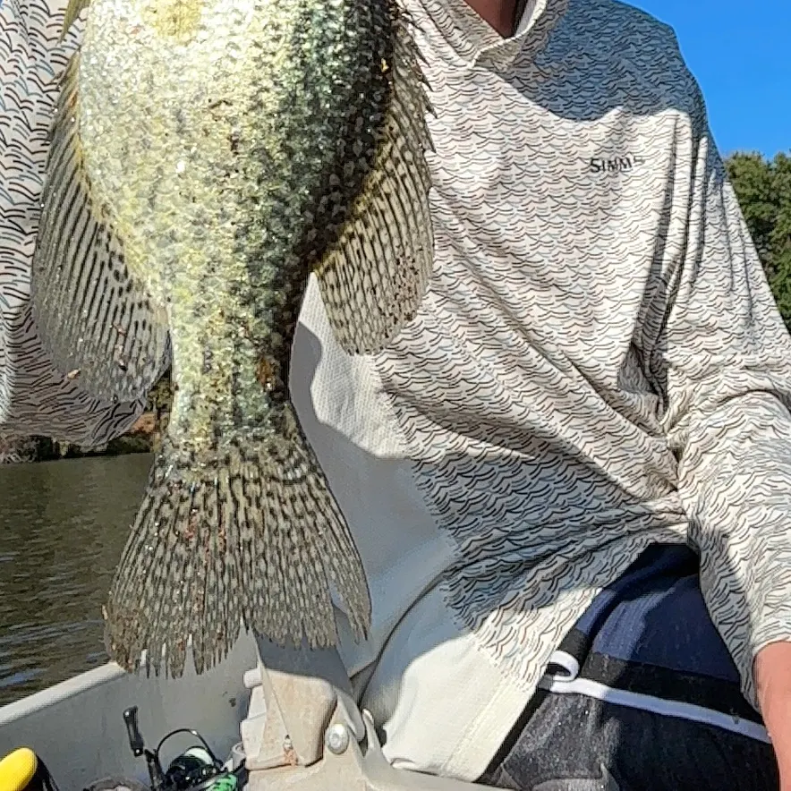 Black crappie caught on Fishbrain