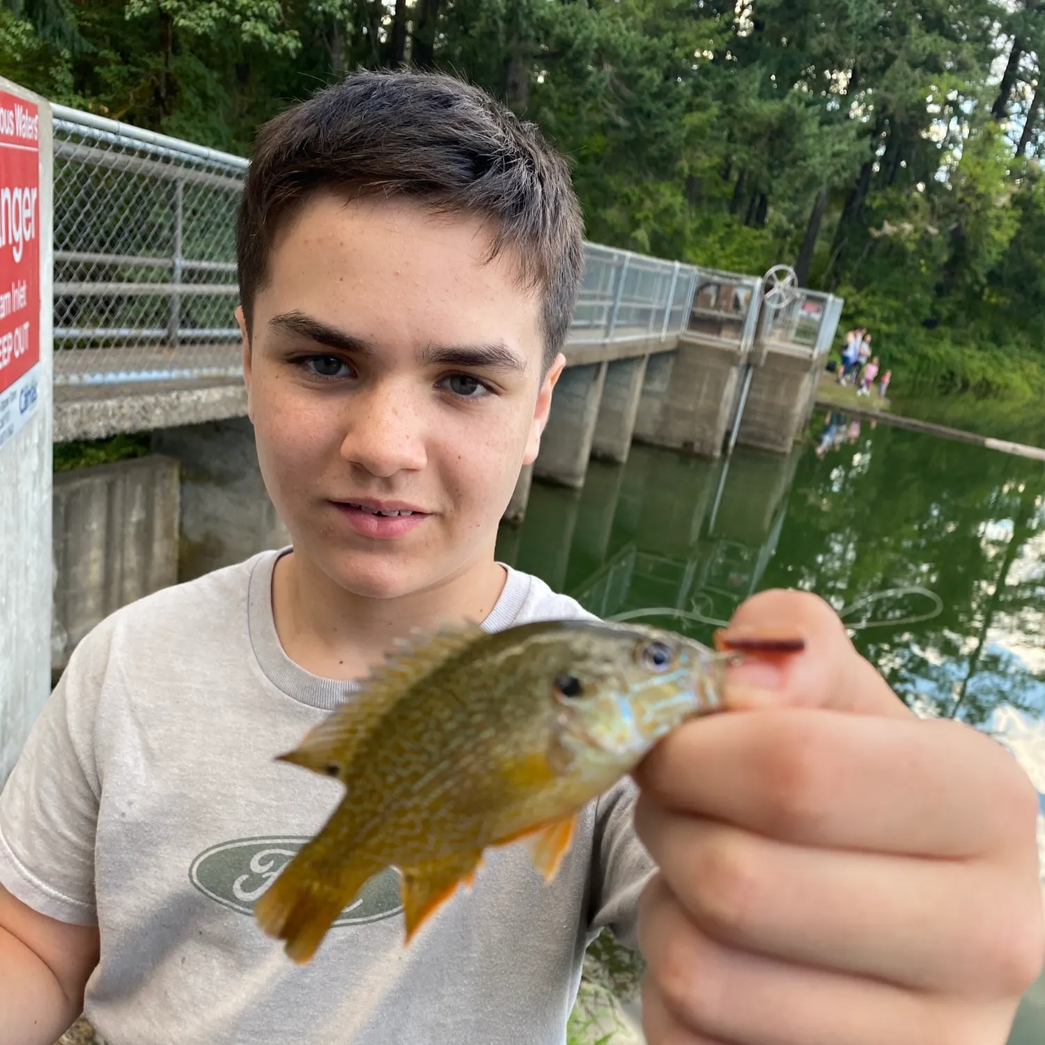 Green sunfish caught on Fishbrain