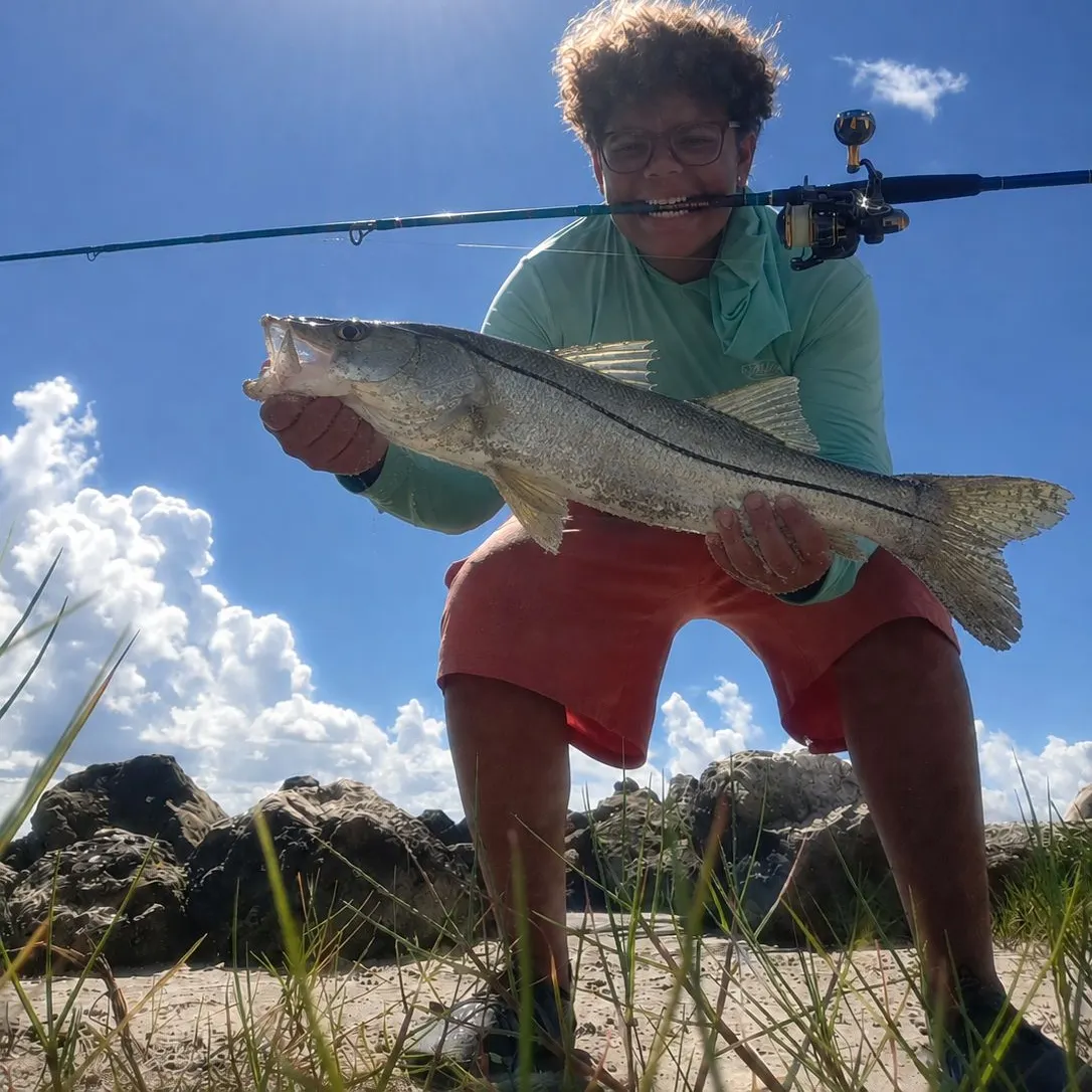 The most recent Common snook catches on Fishbrain