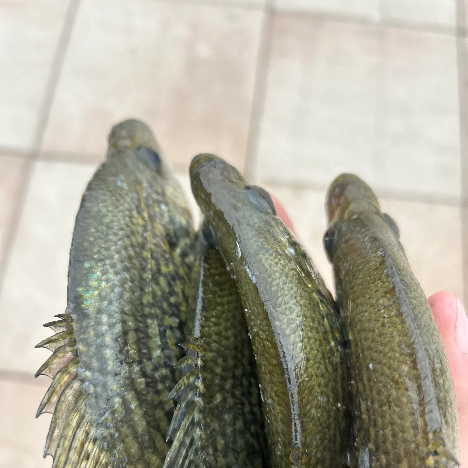 recently logged catches