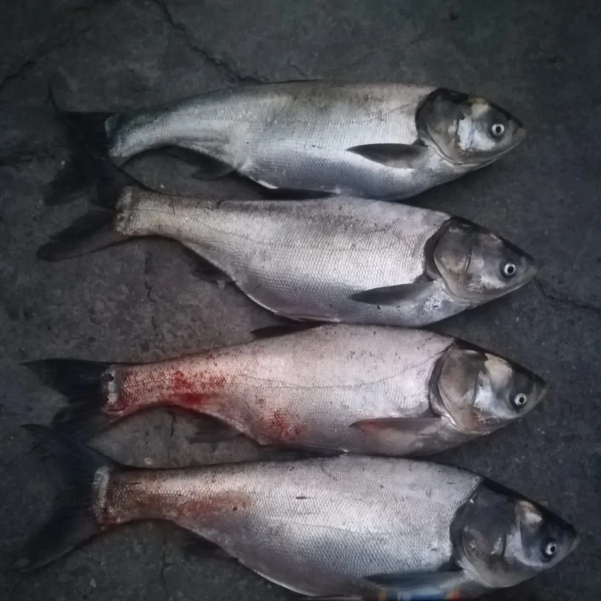 The most recent Silver carp catches on Fishbrain
