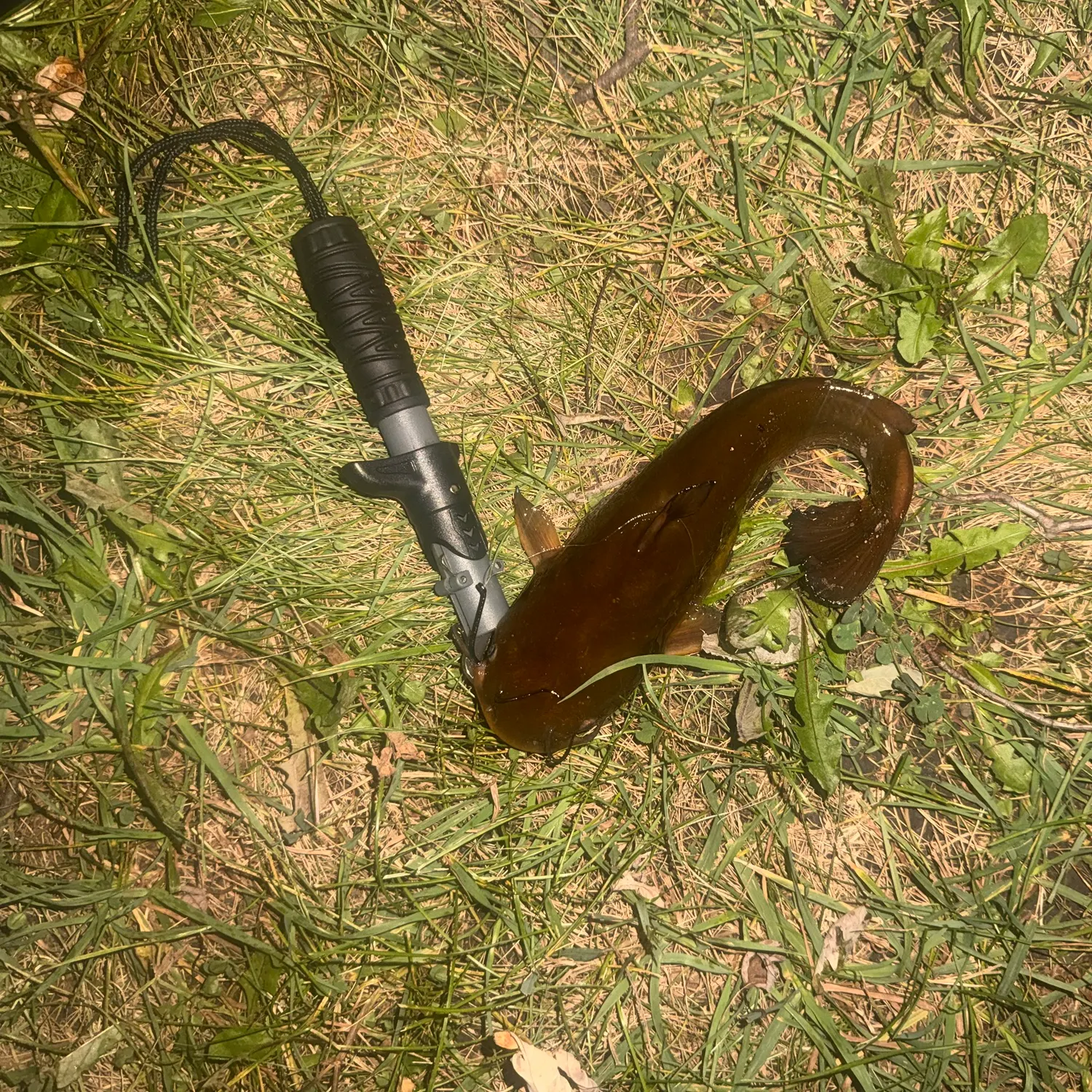 Yellow bullhead caught on Fishbrain