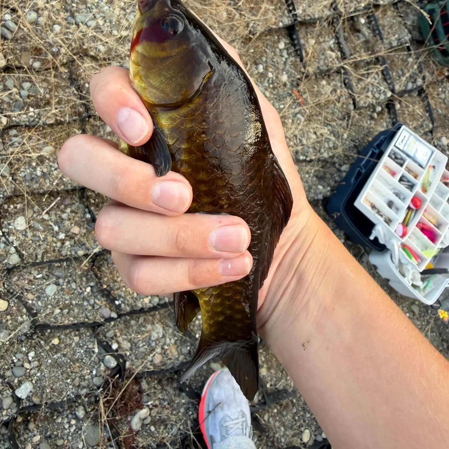 Koi carp caught on Fishbrain