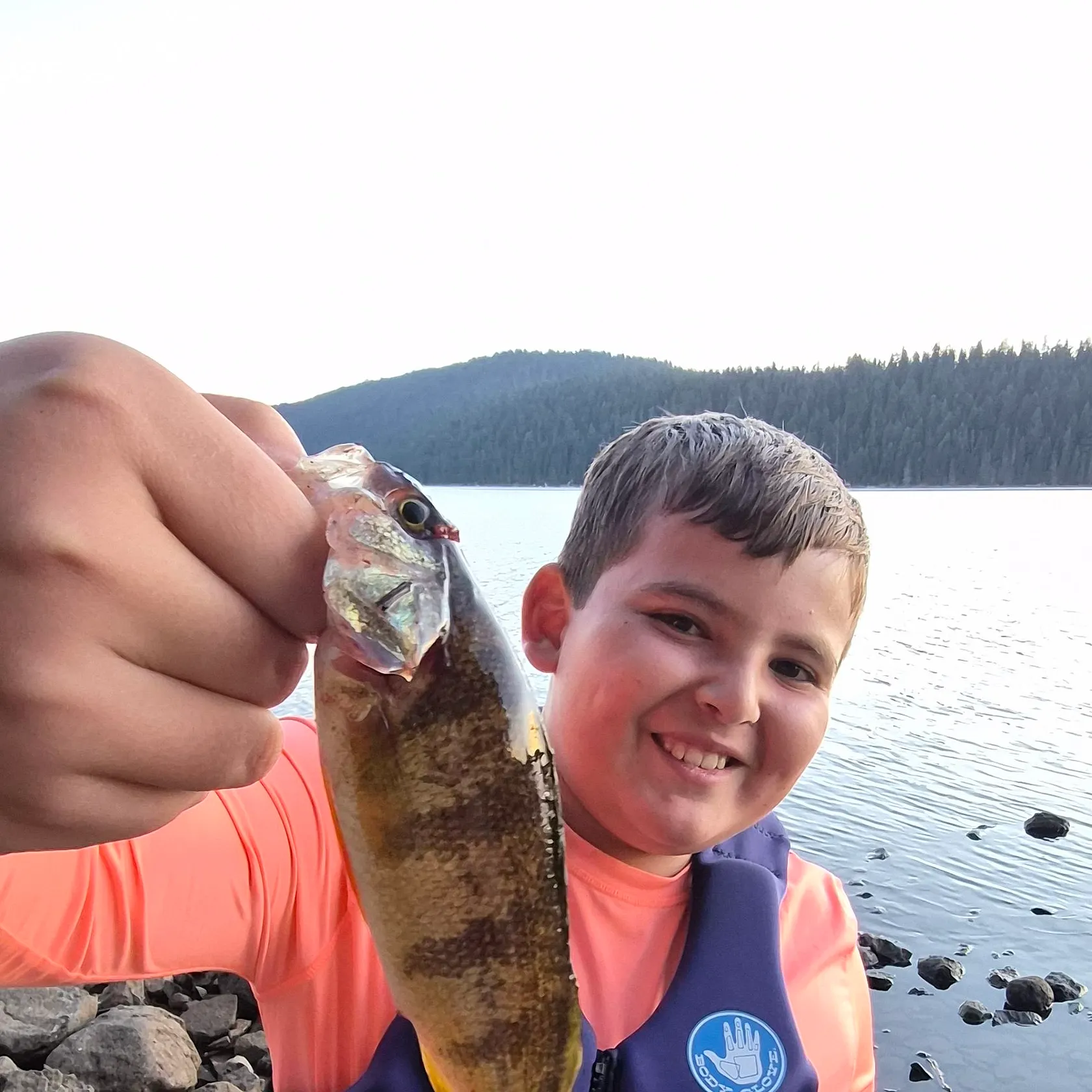 Yellow perch caught on Fishbrain