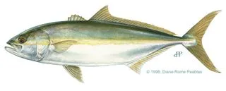 California yellowtail amberjack