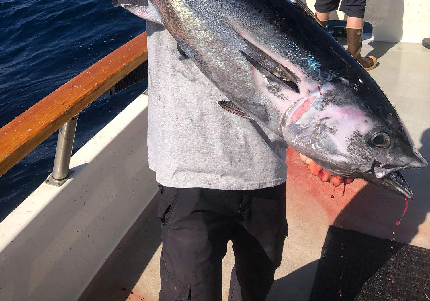 Pacific bluefin tuna