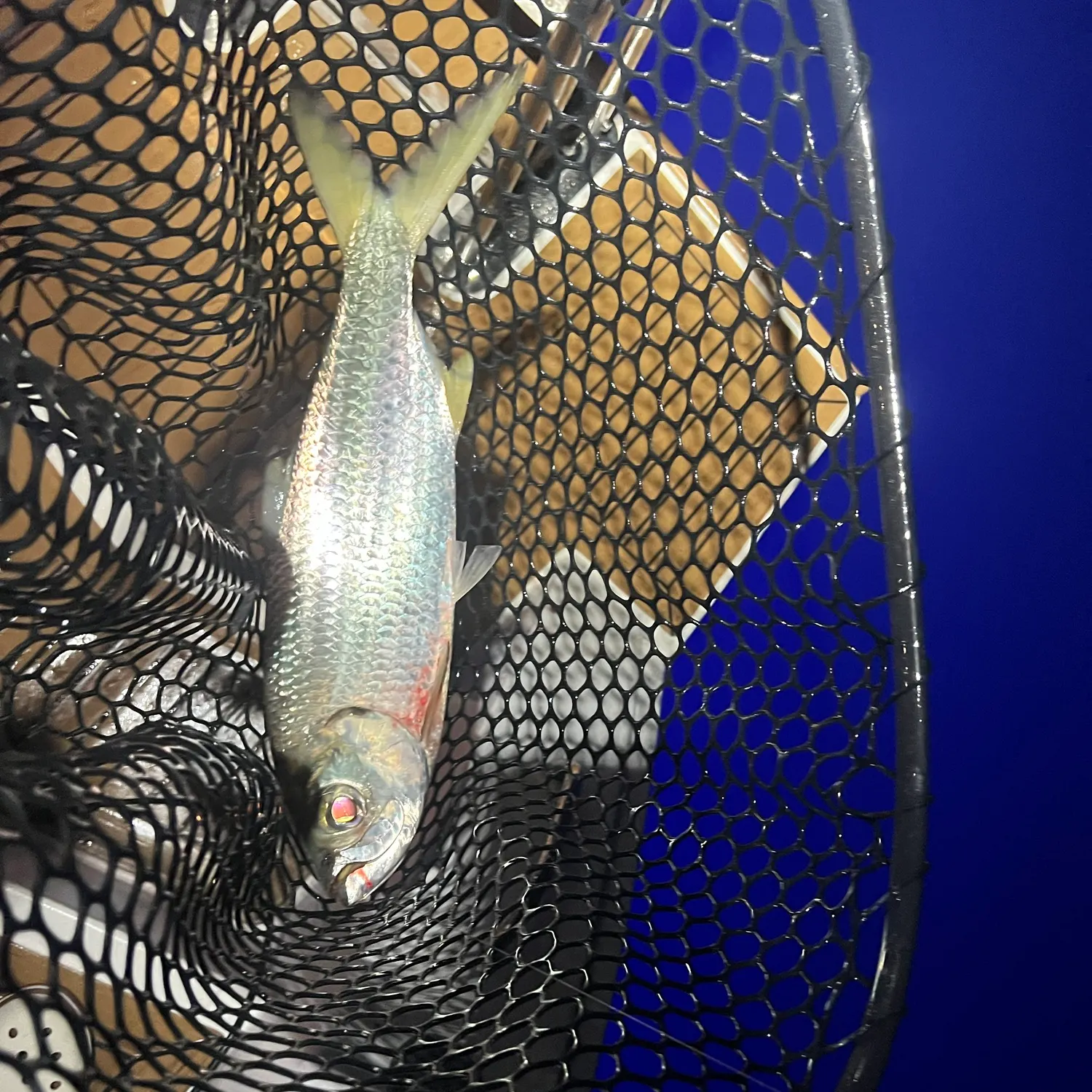 Tarpon caught on Fishbrain