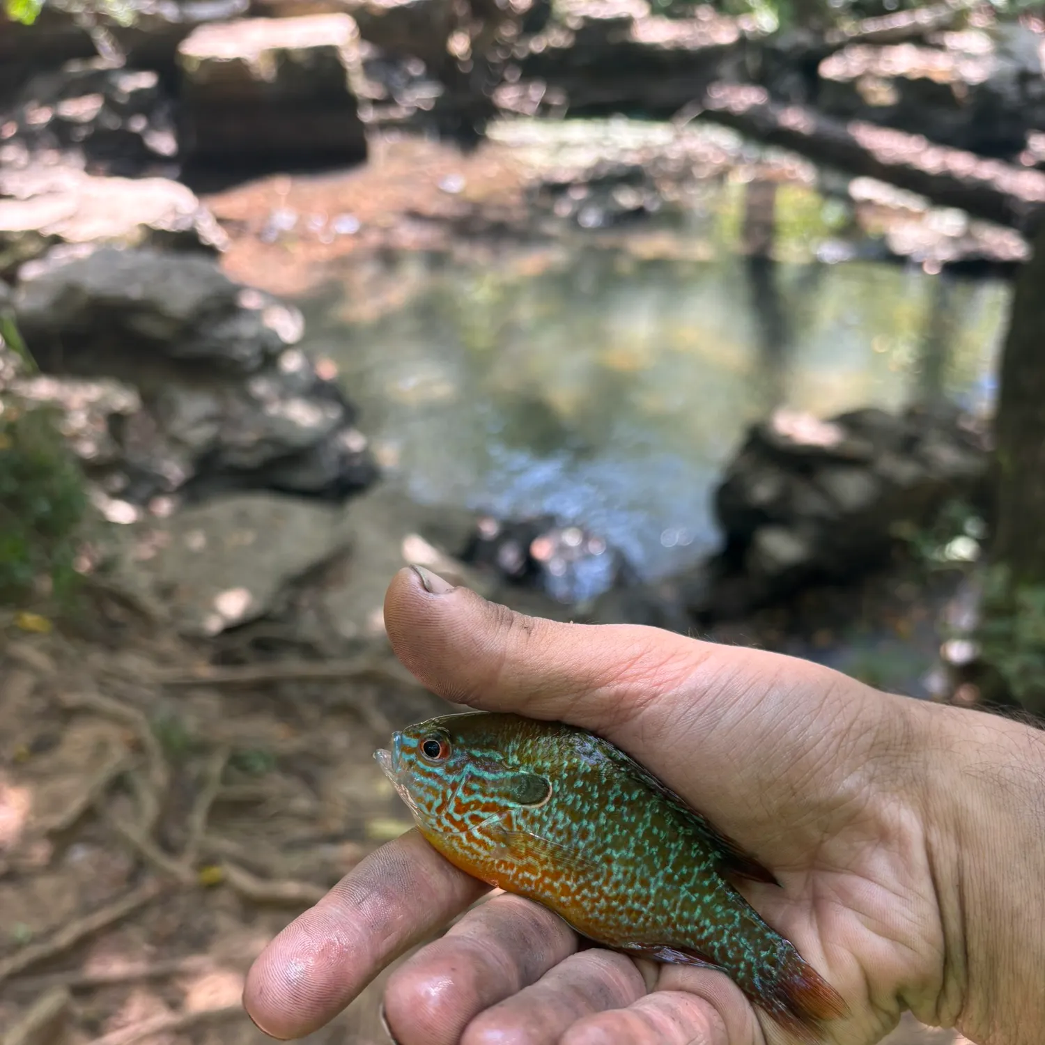 Longear sunfish caught on Fishbrain