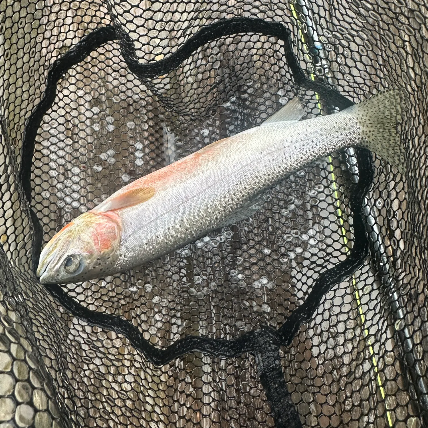 Cutthroat trout caught on Fishbrain