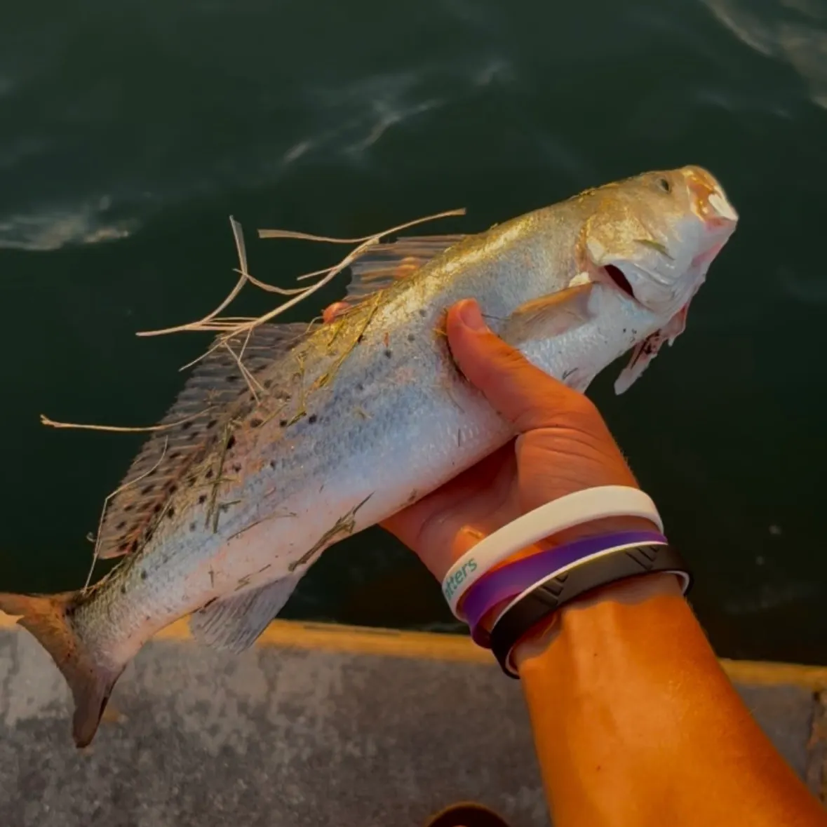 Spotted seatrout caught on Fishbrain