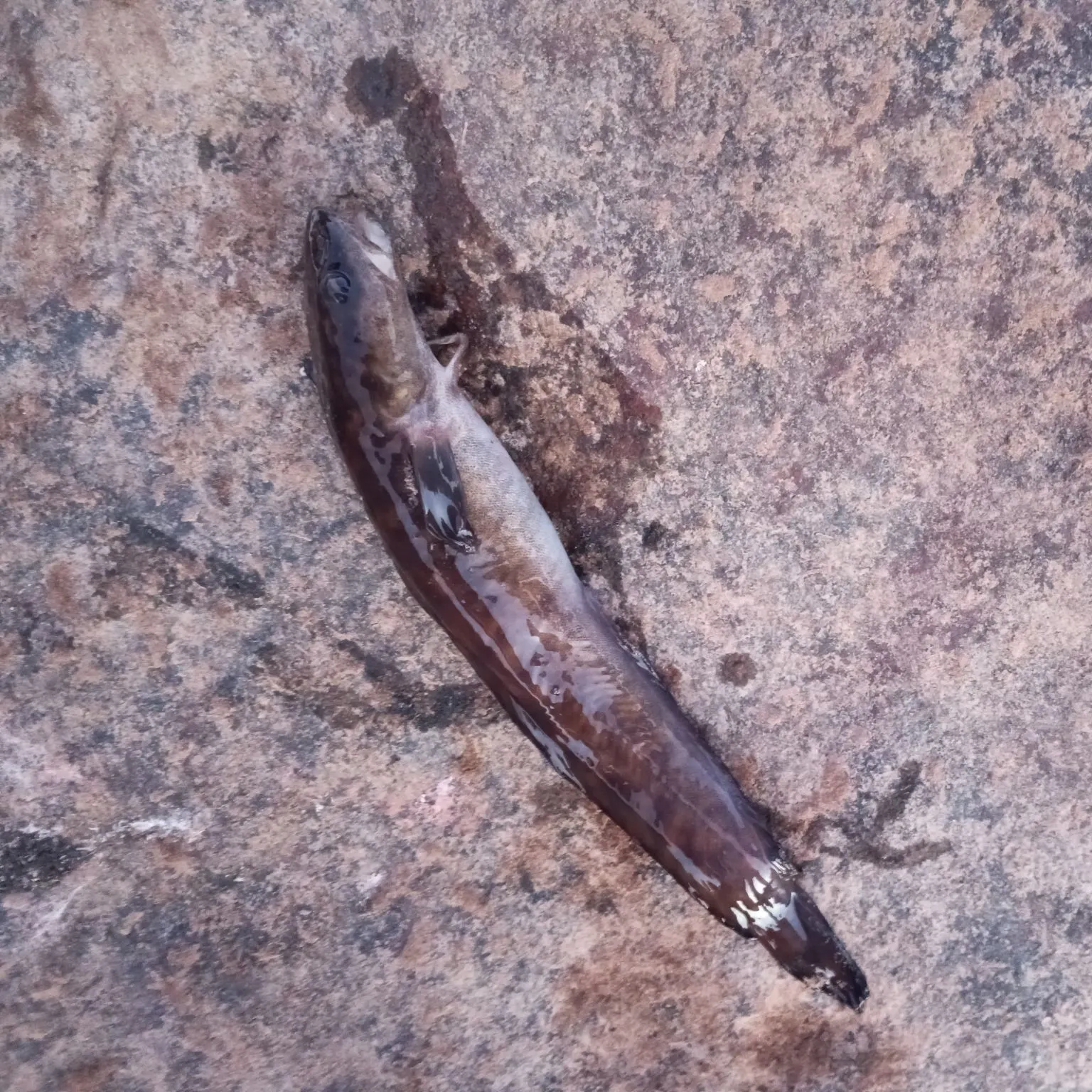 The most recent Burbot catches on Fishbrain