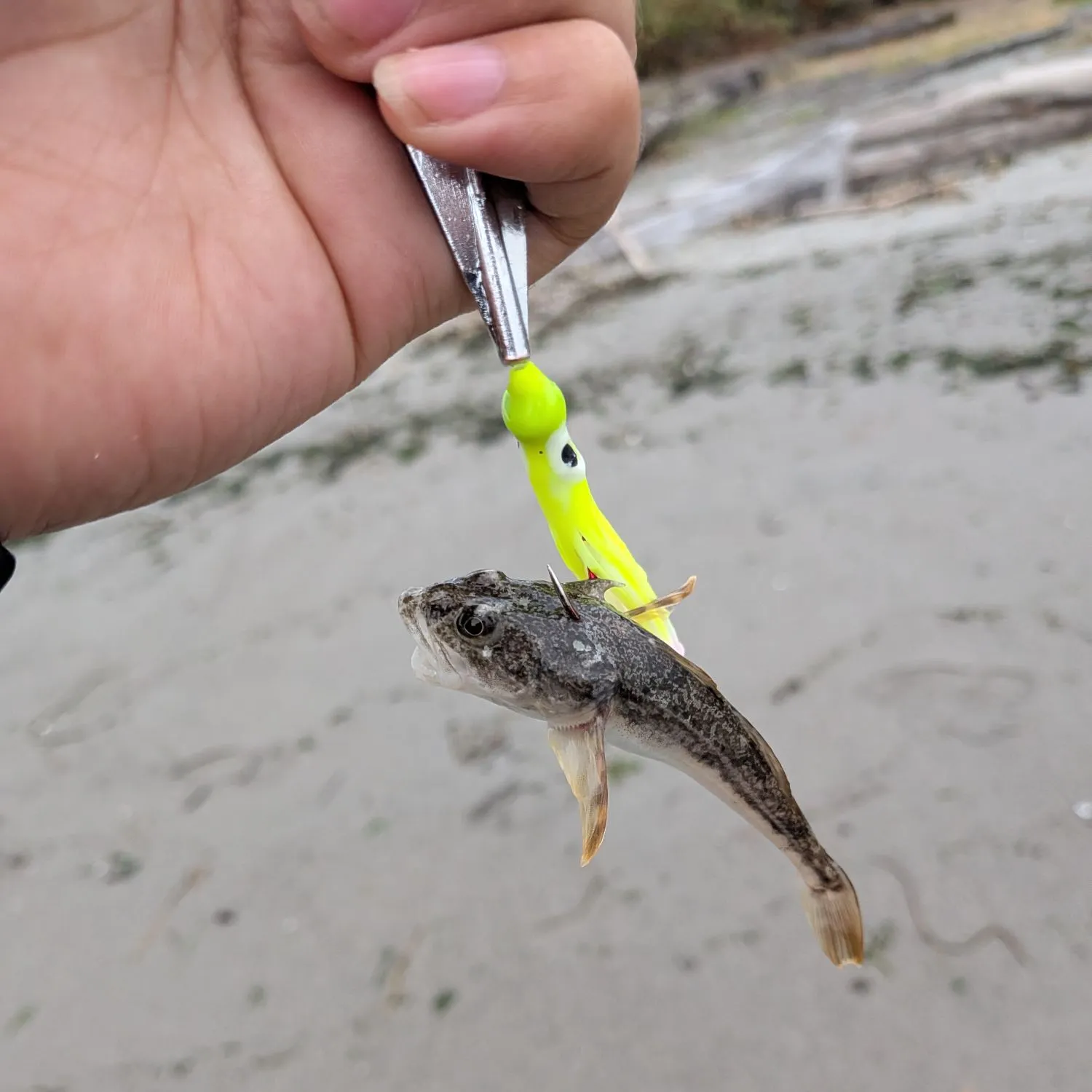 Pacific staghorn sculpin caught on Fishbrain