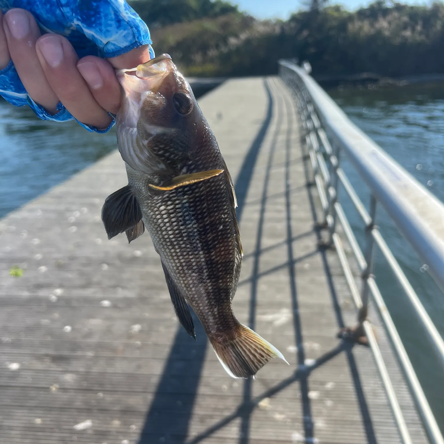 The most recent Black sea bass catches on Fishbrain