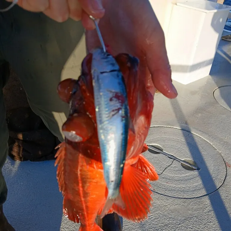 The most recent Quillback rockfish catches on Fishbrain