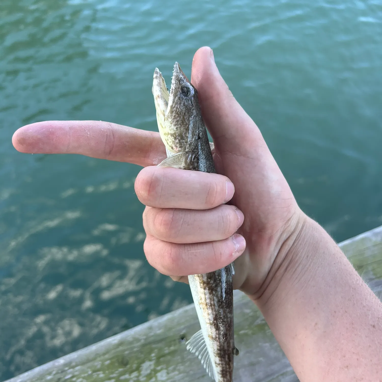 The most recent Inshore lizardfish catches on Fishbrain