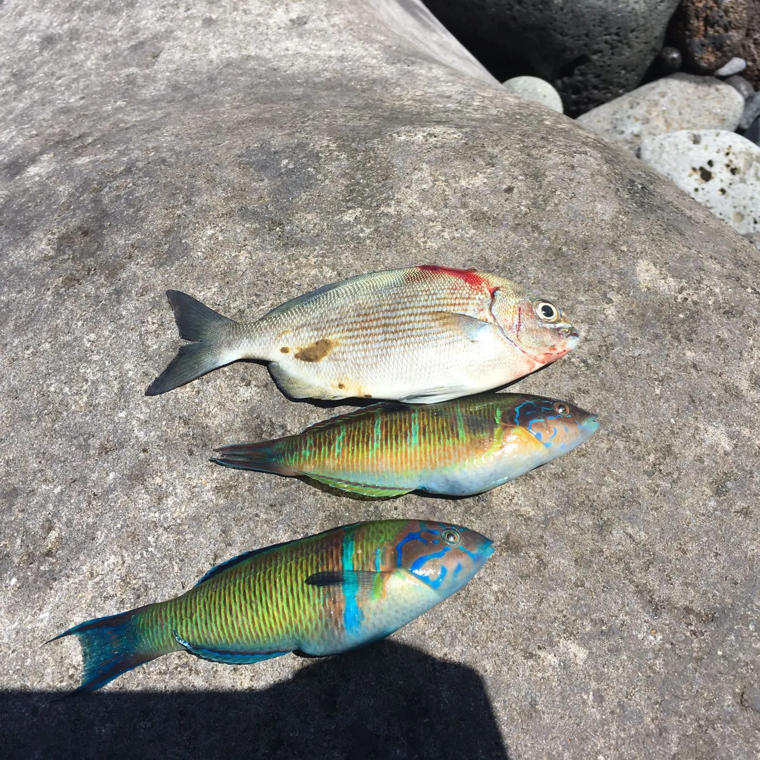 recently logged catches