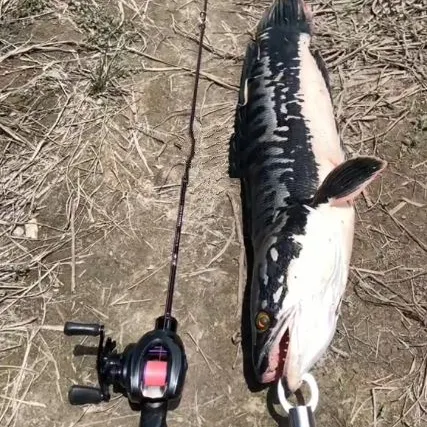 The most recent Indonesian snakehead catches on Fishbrain