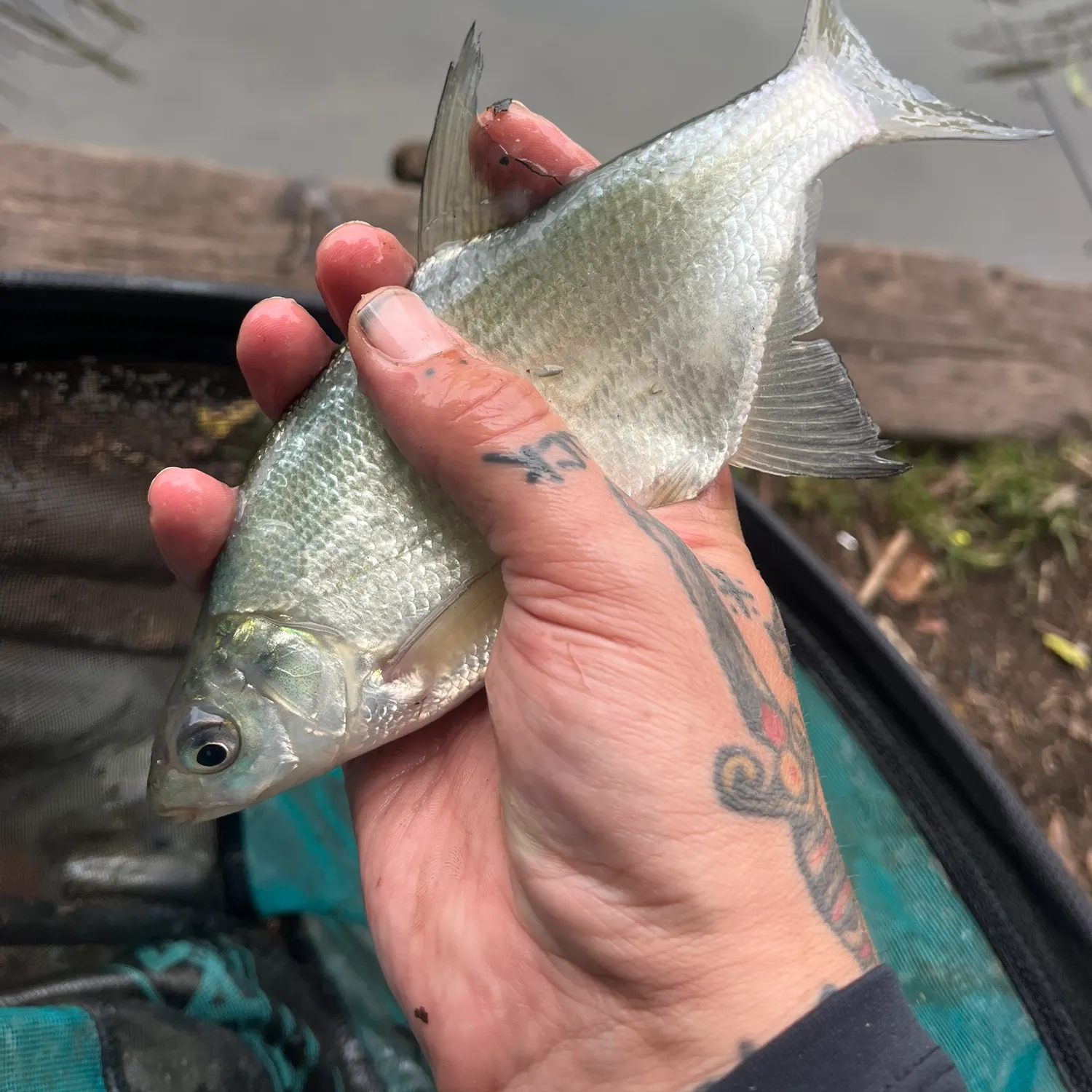 Common bream caught on Fishbrain