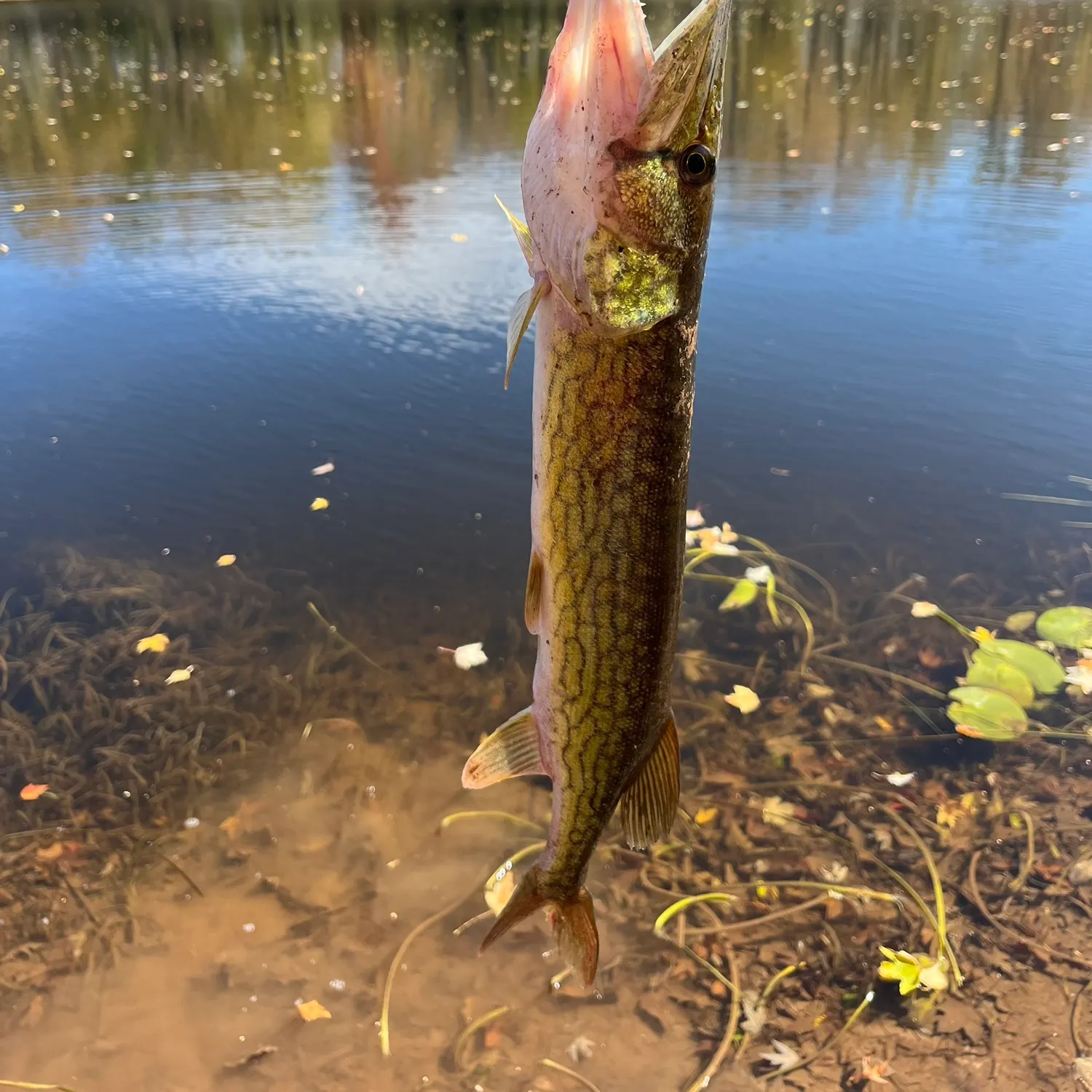 Chain pickerel caught on Fishbrain