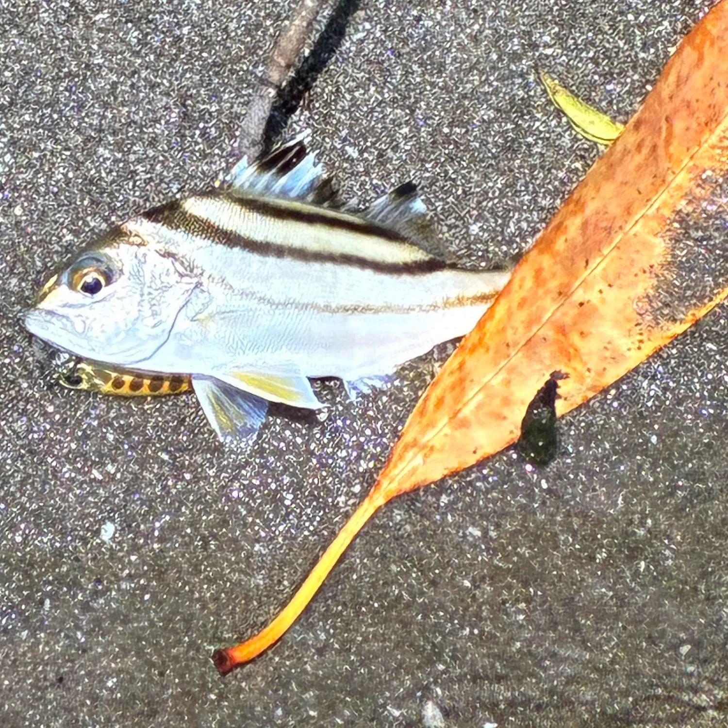 The most recent Largescaled terapon catches on Fishbrain
