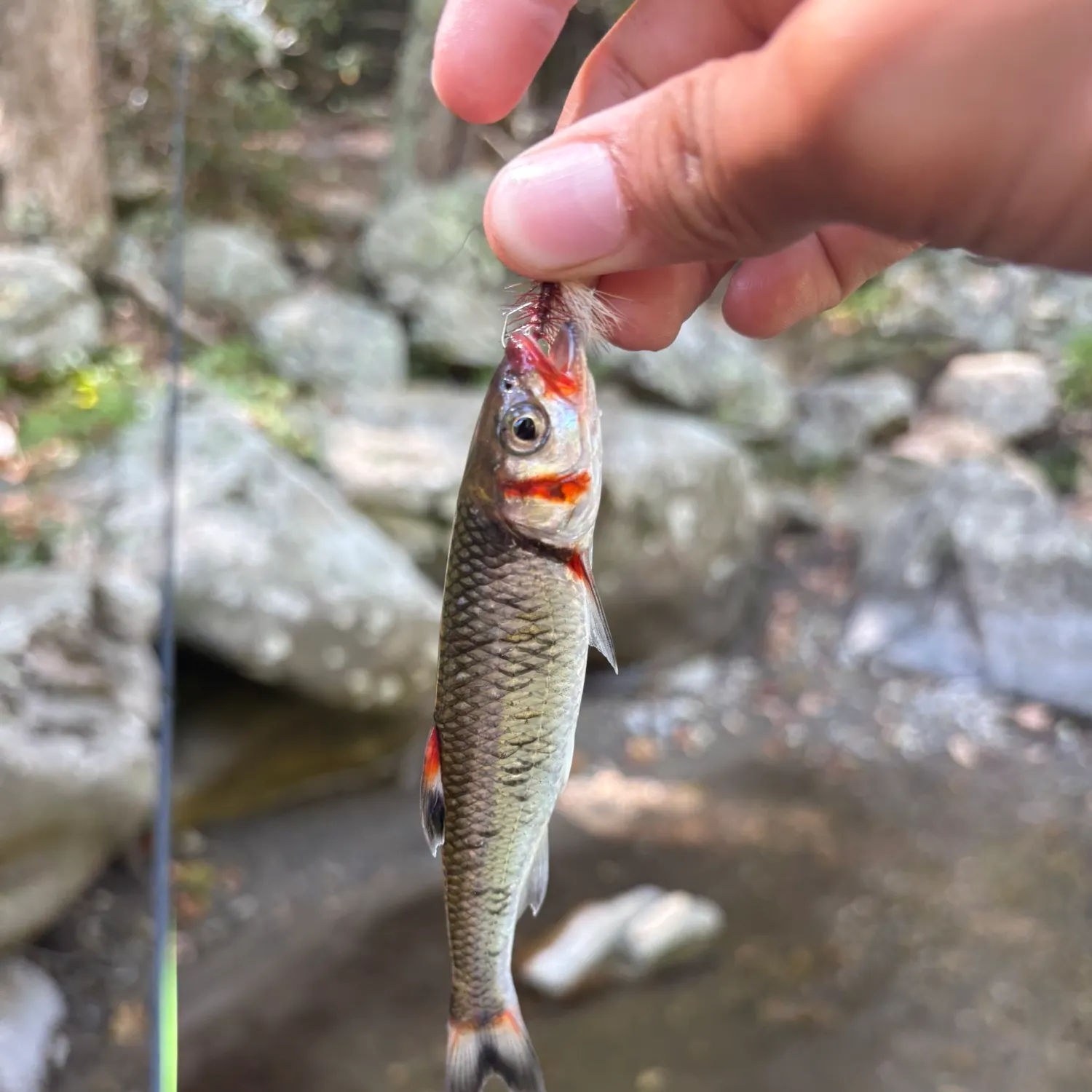 The most recent Warpaint shiner catches on Fishbrain