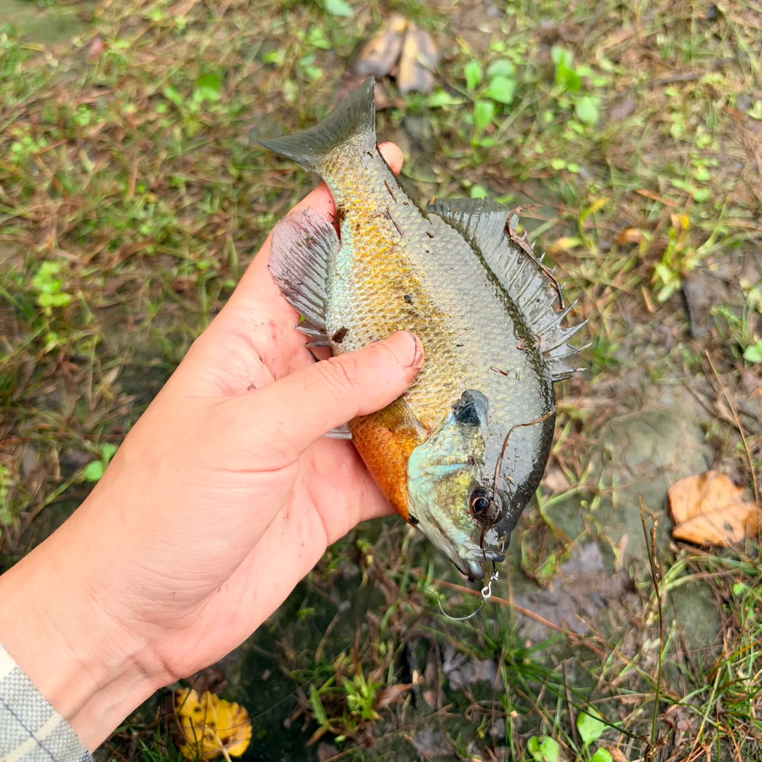 Bluegill caught on Fishbrain
