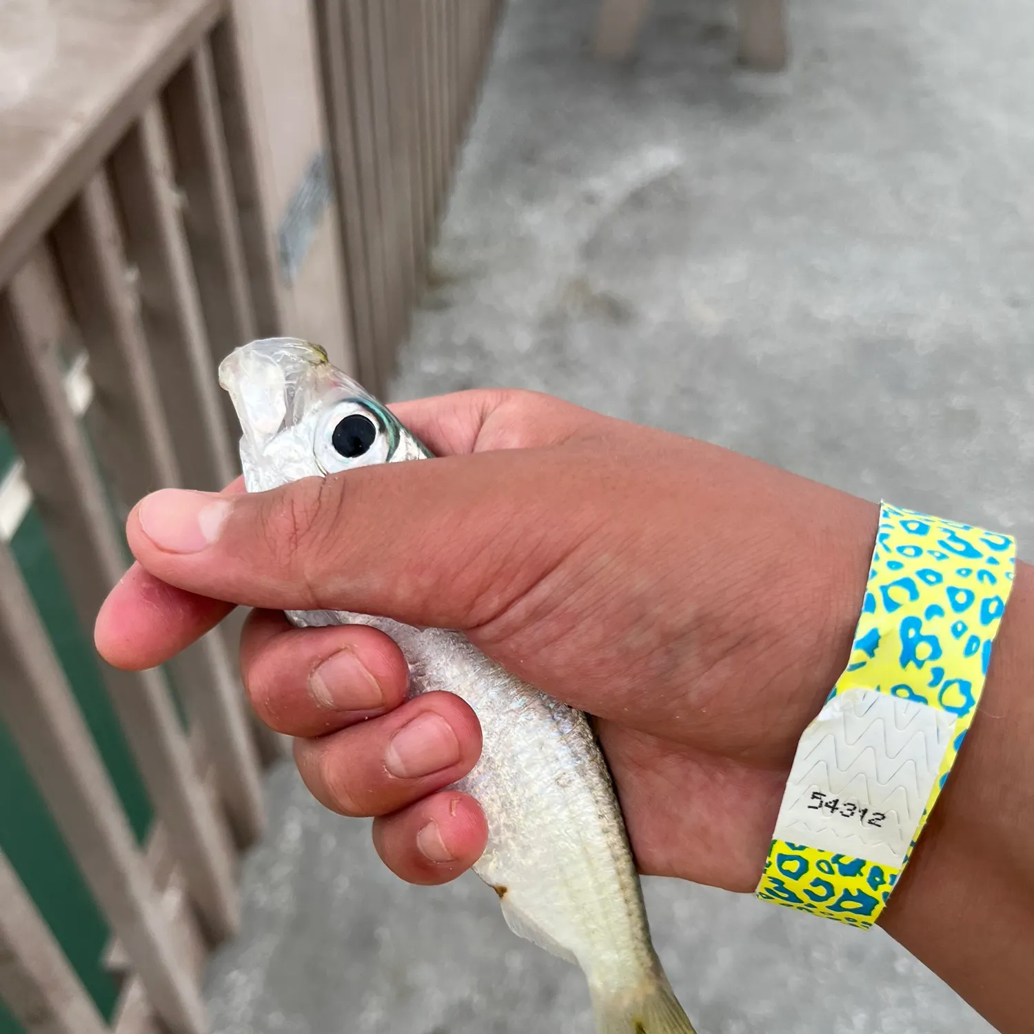 The most recent Scaled herring catches on Fishbrain