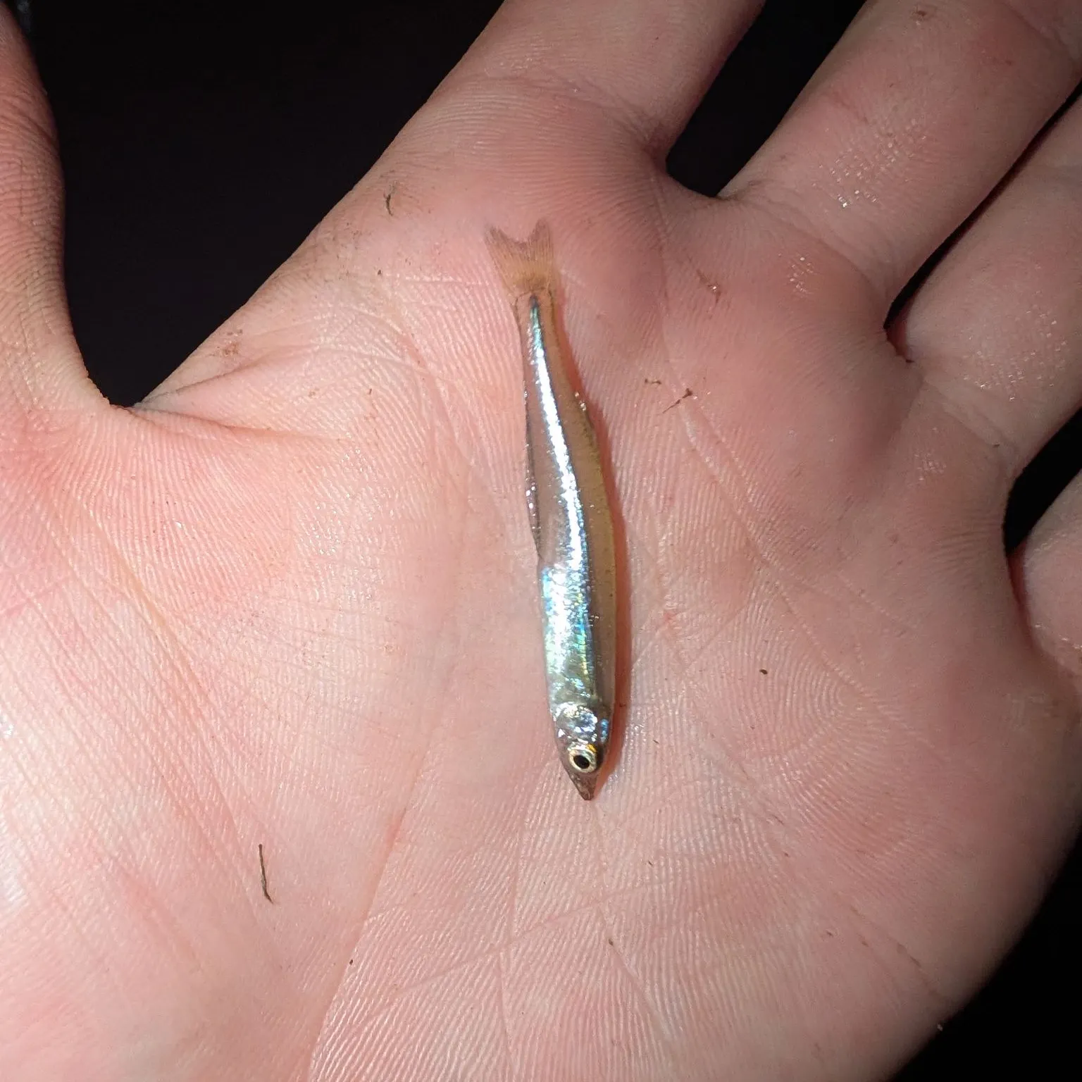 The most recent Brook silverside catches on Fishbrain