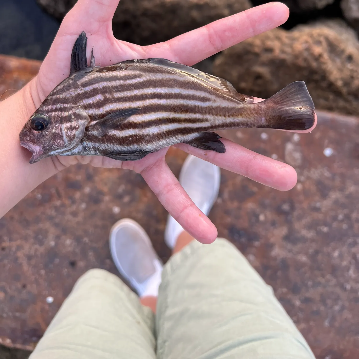 The most recent Highhat catches on Fishbrain