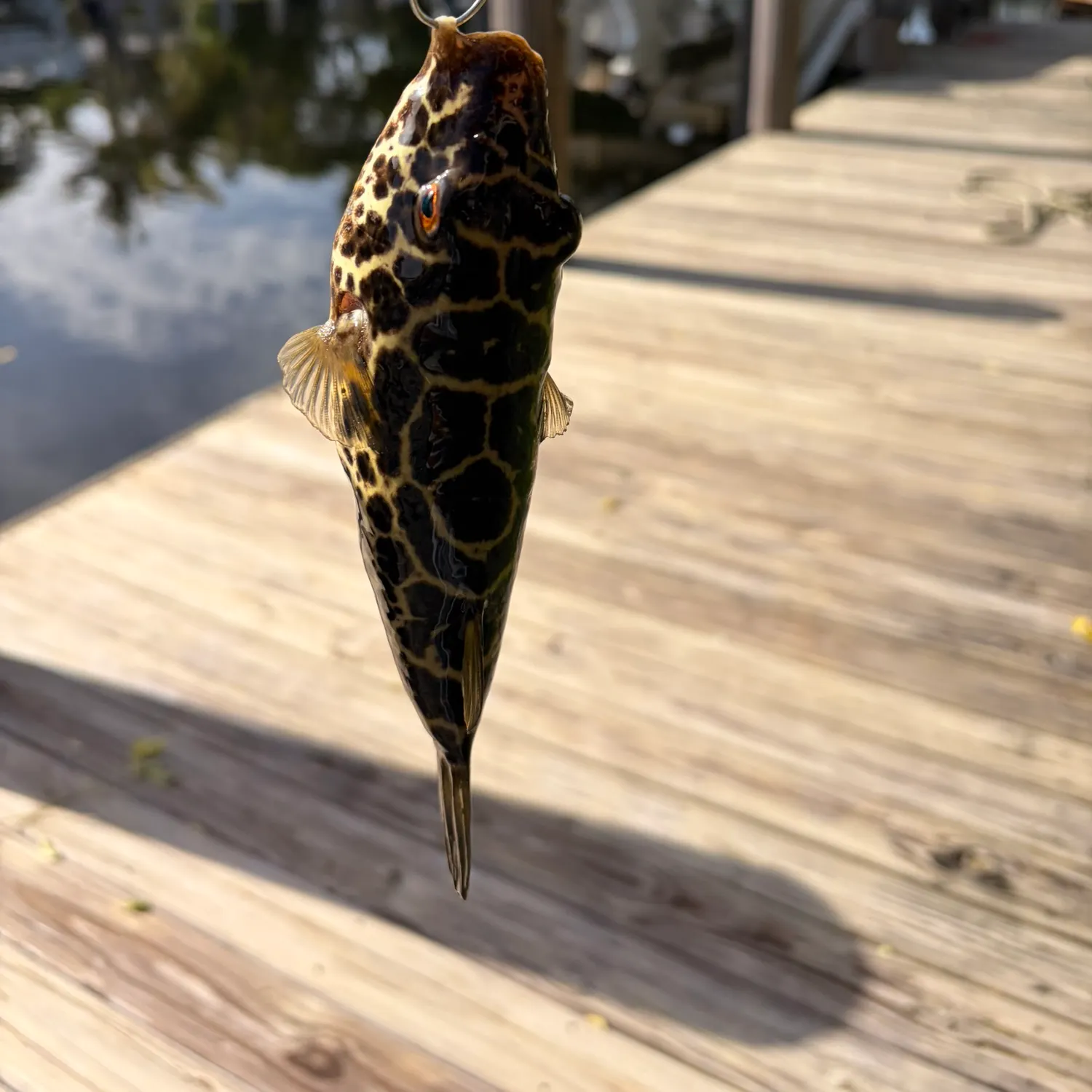 The most recent Bandtail puffer catches on Fishbrain